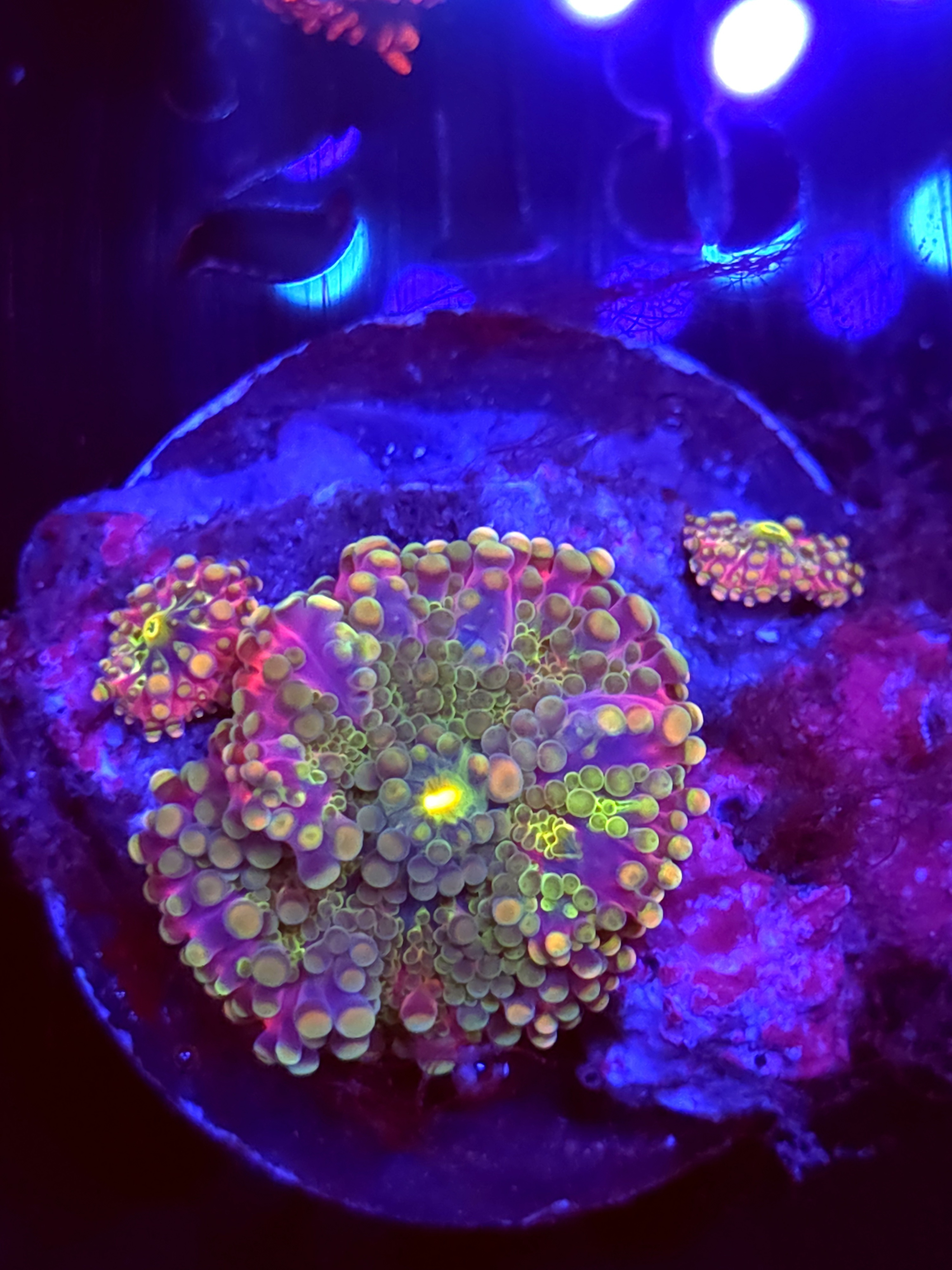 SBB "No Name" Mushroom Medium