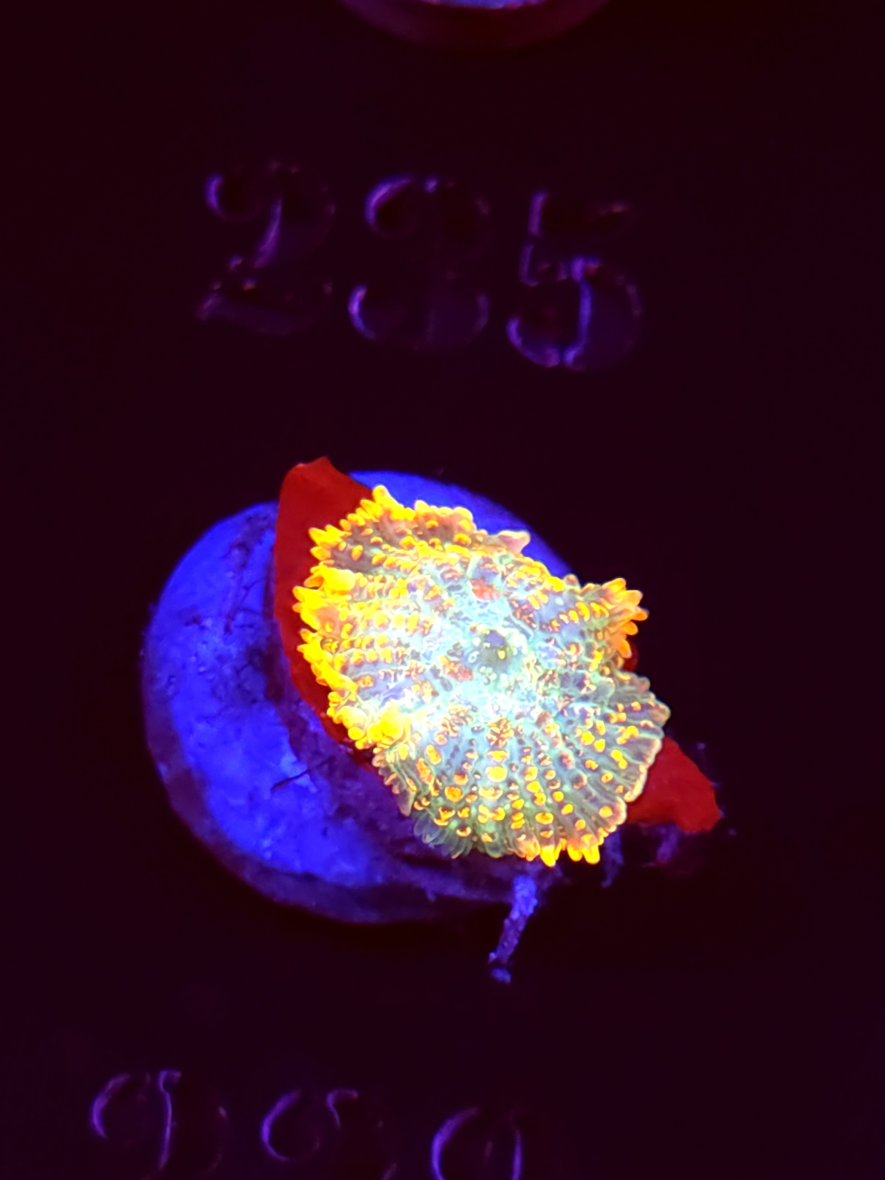 SBB "No Name" Mushroom Small