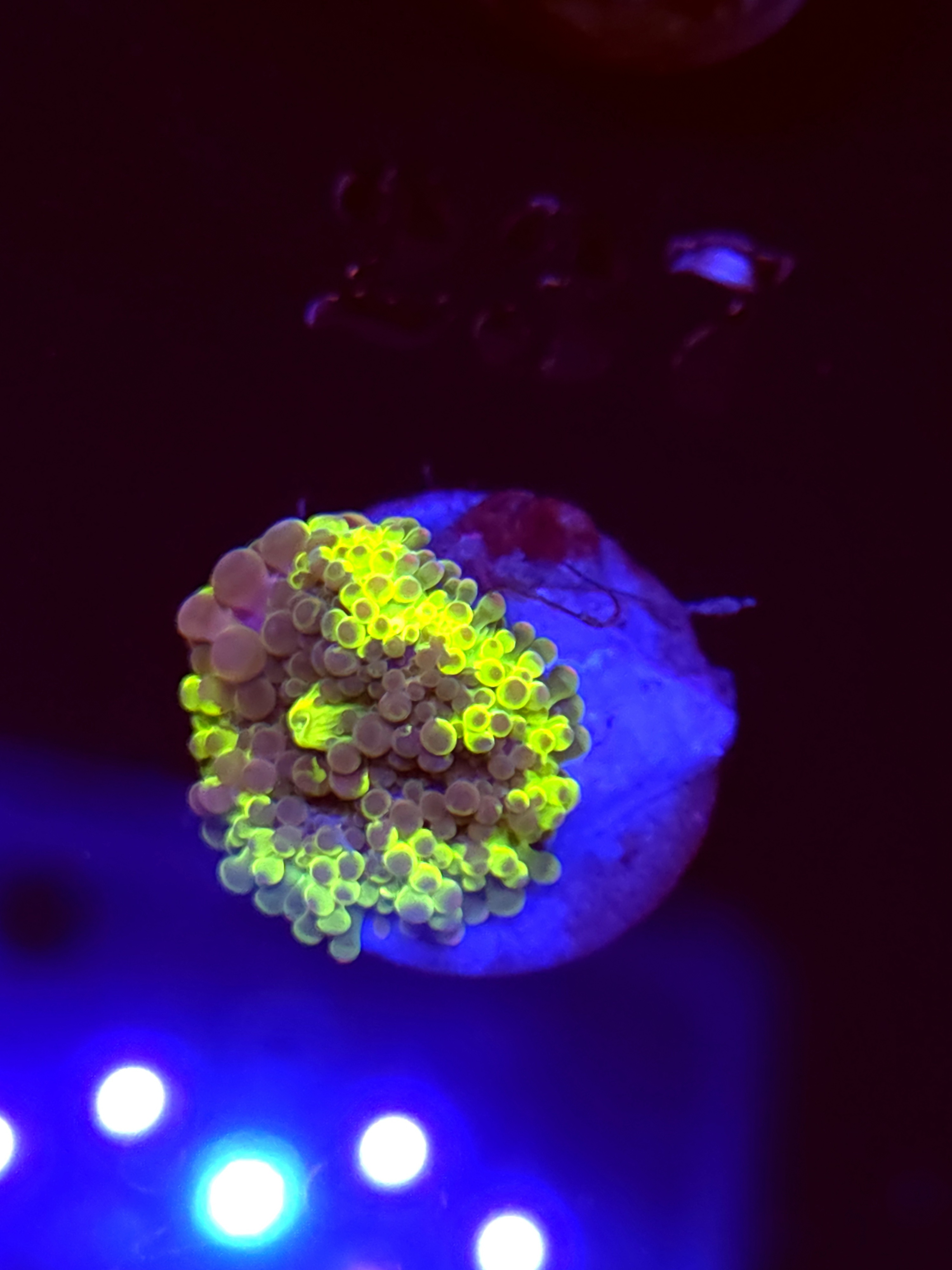 SBB "No Name" Mushroom Small