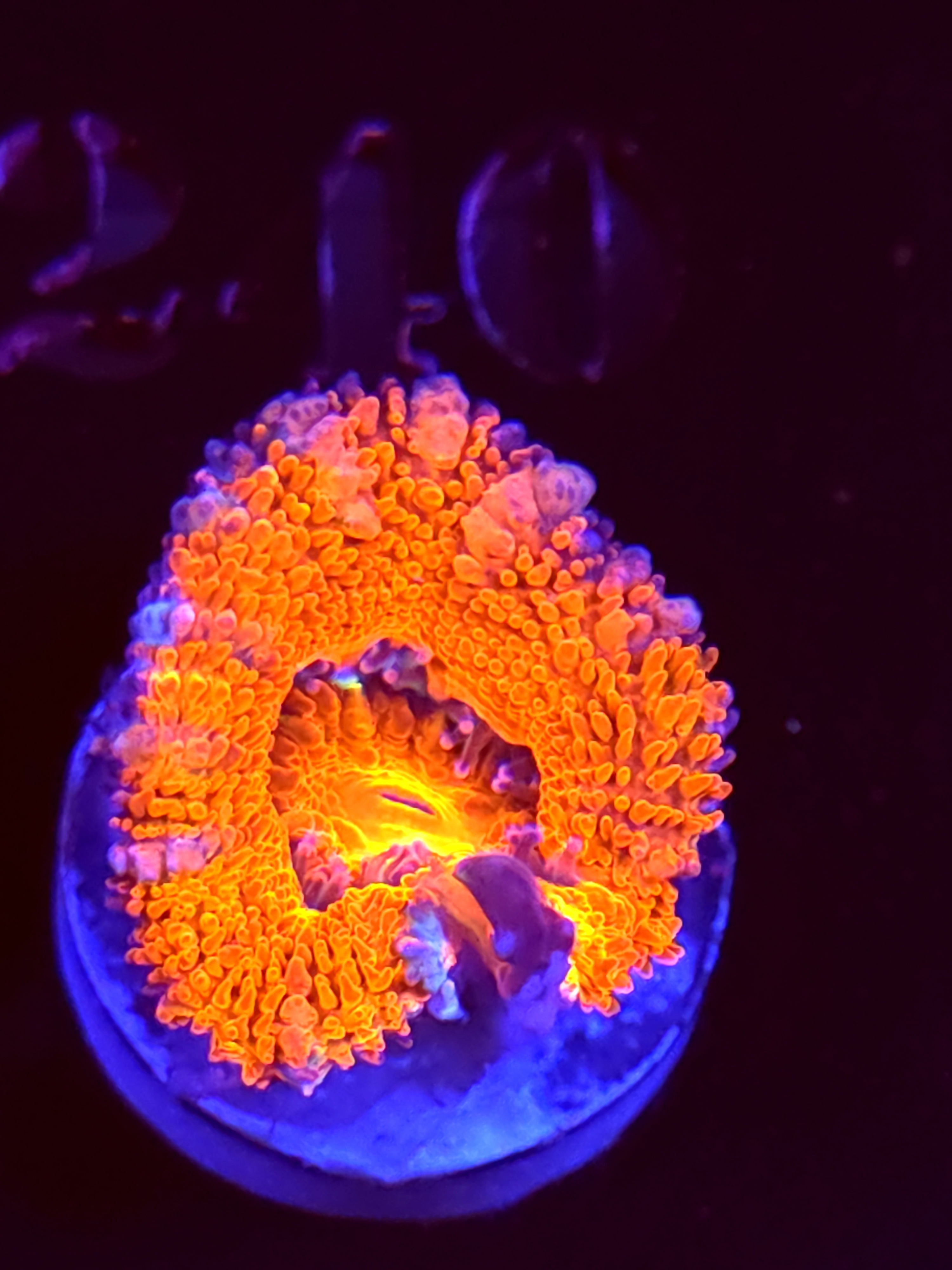 SBB "Jelly Lava" Acan 2 Heads