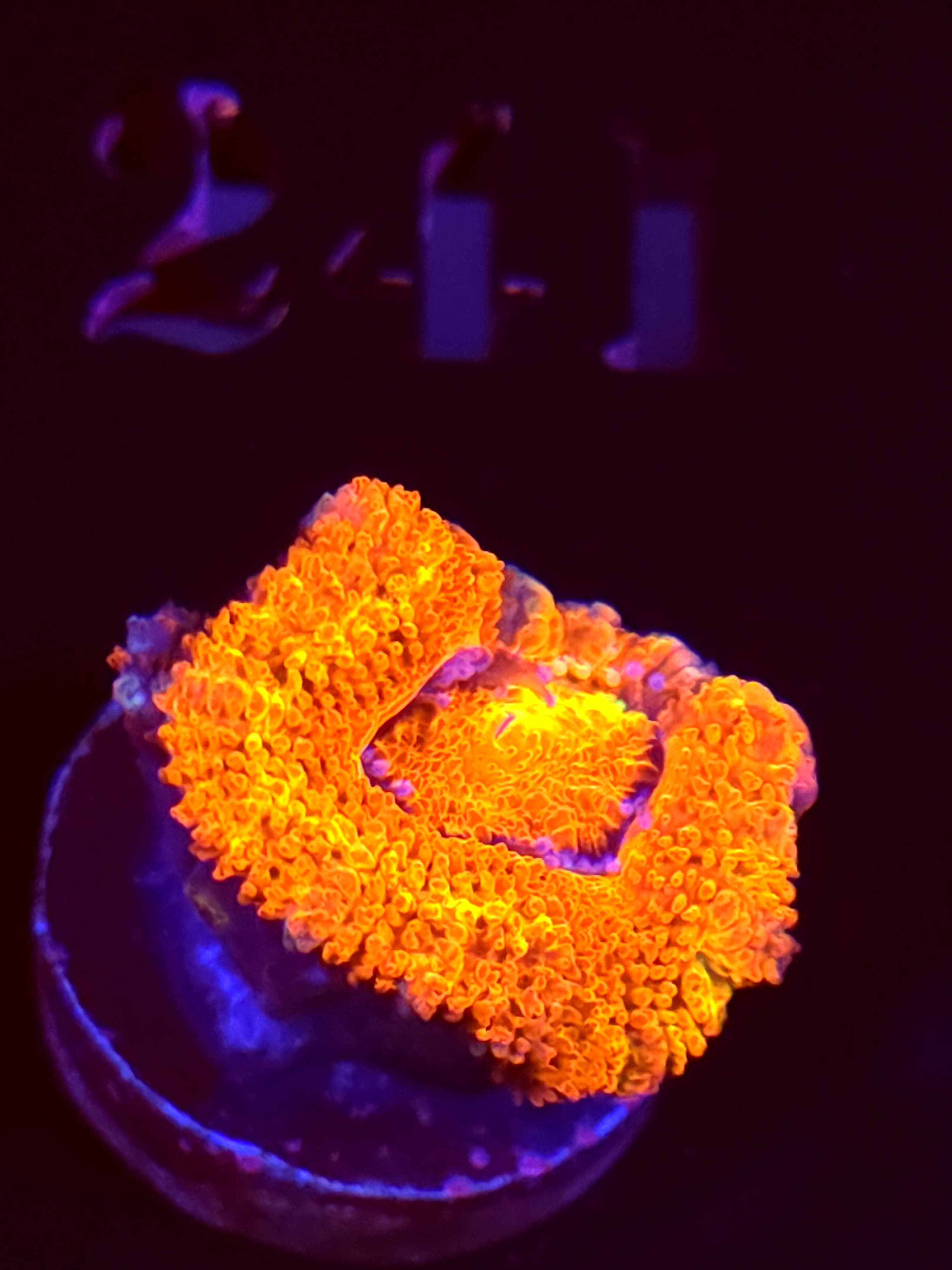 SBB "Grape Dragon" Acan 1 Head