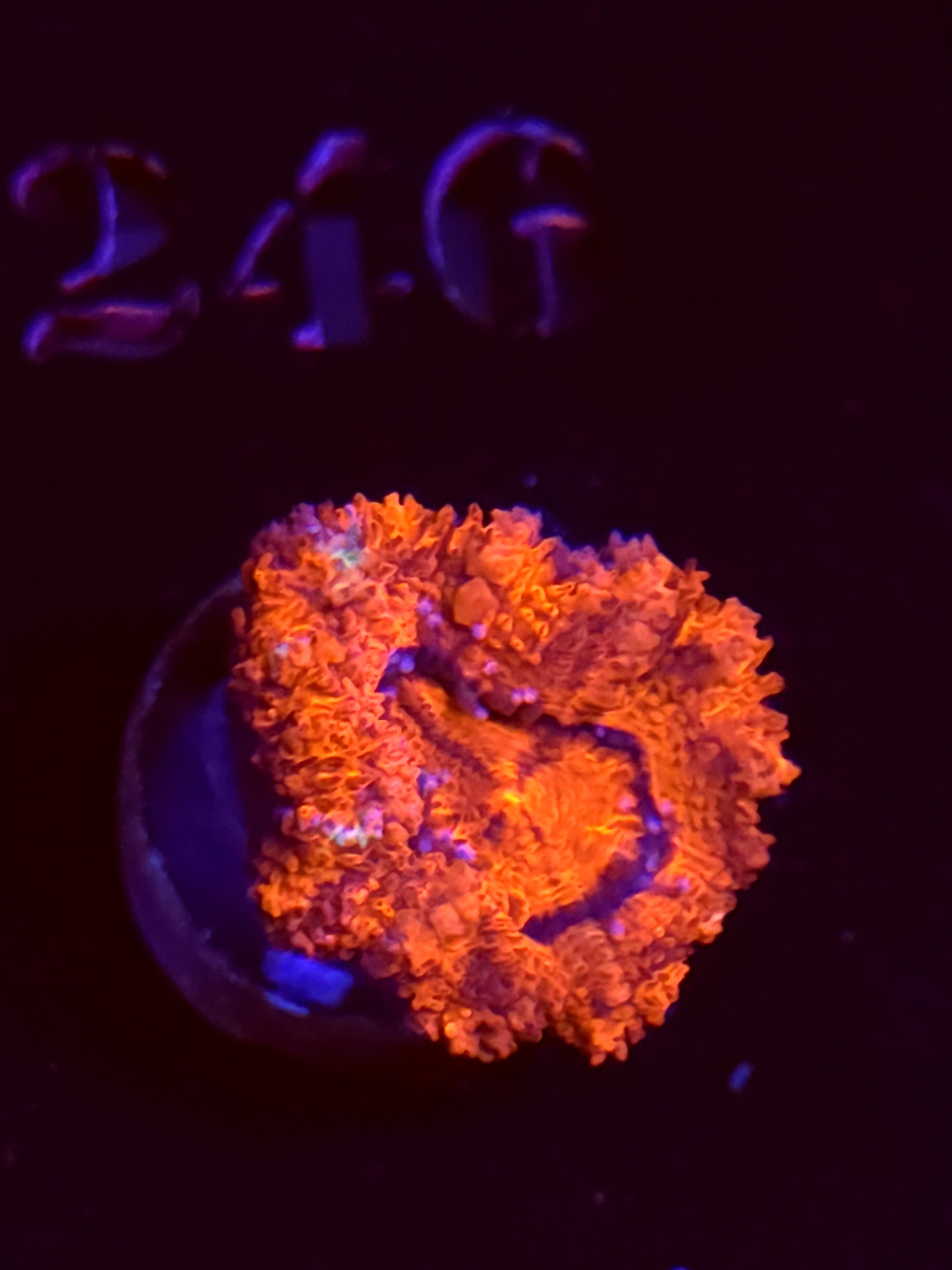 SBB "Toxic Taffty" Acan 1 Head