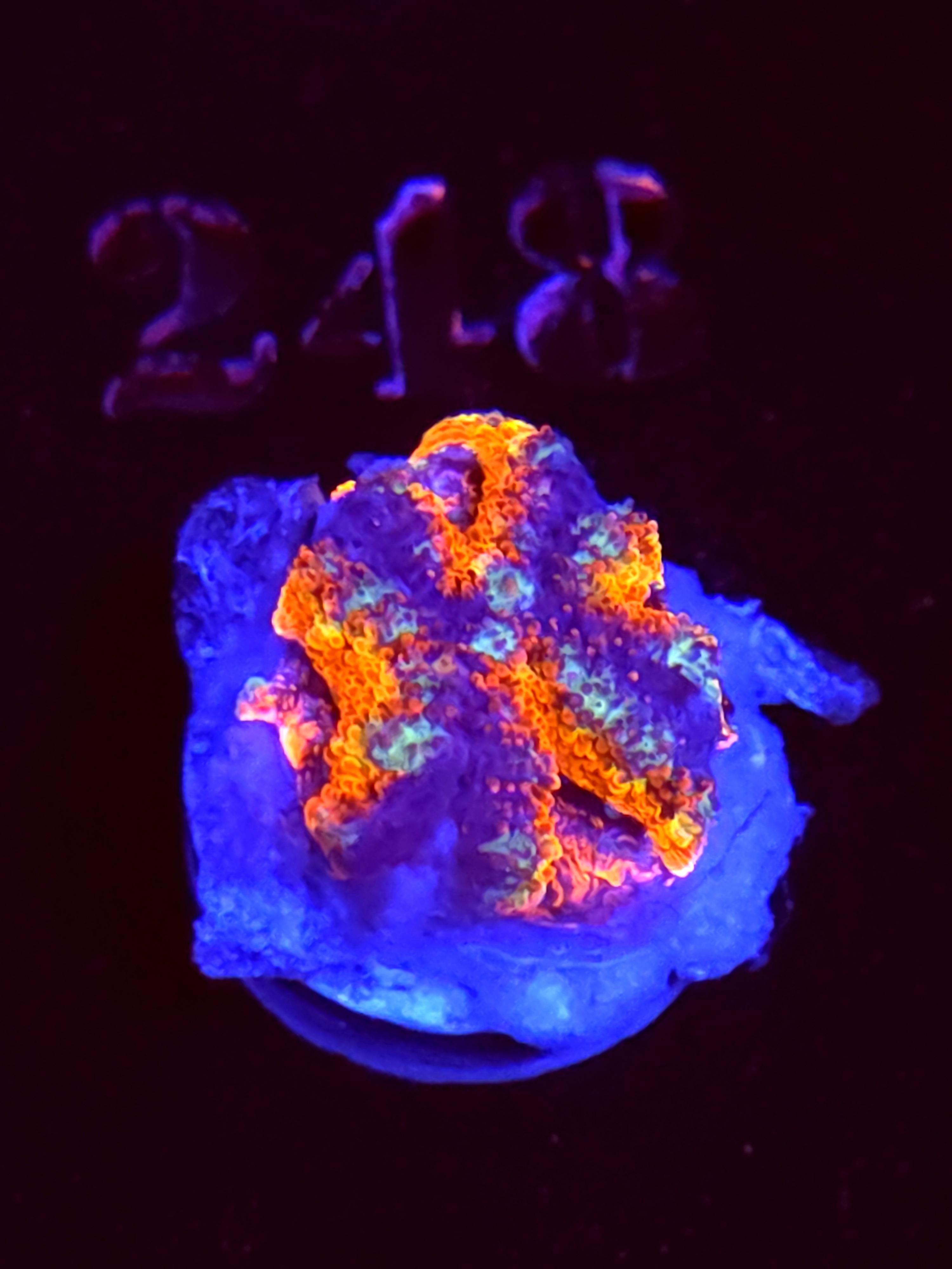 SBB "Mystery Signature" Acan 1+ Heads