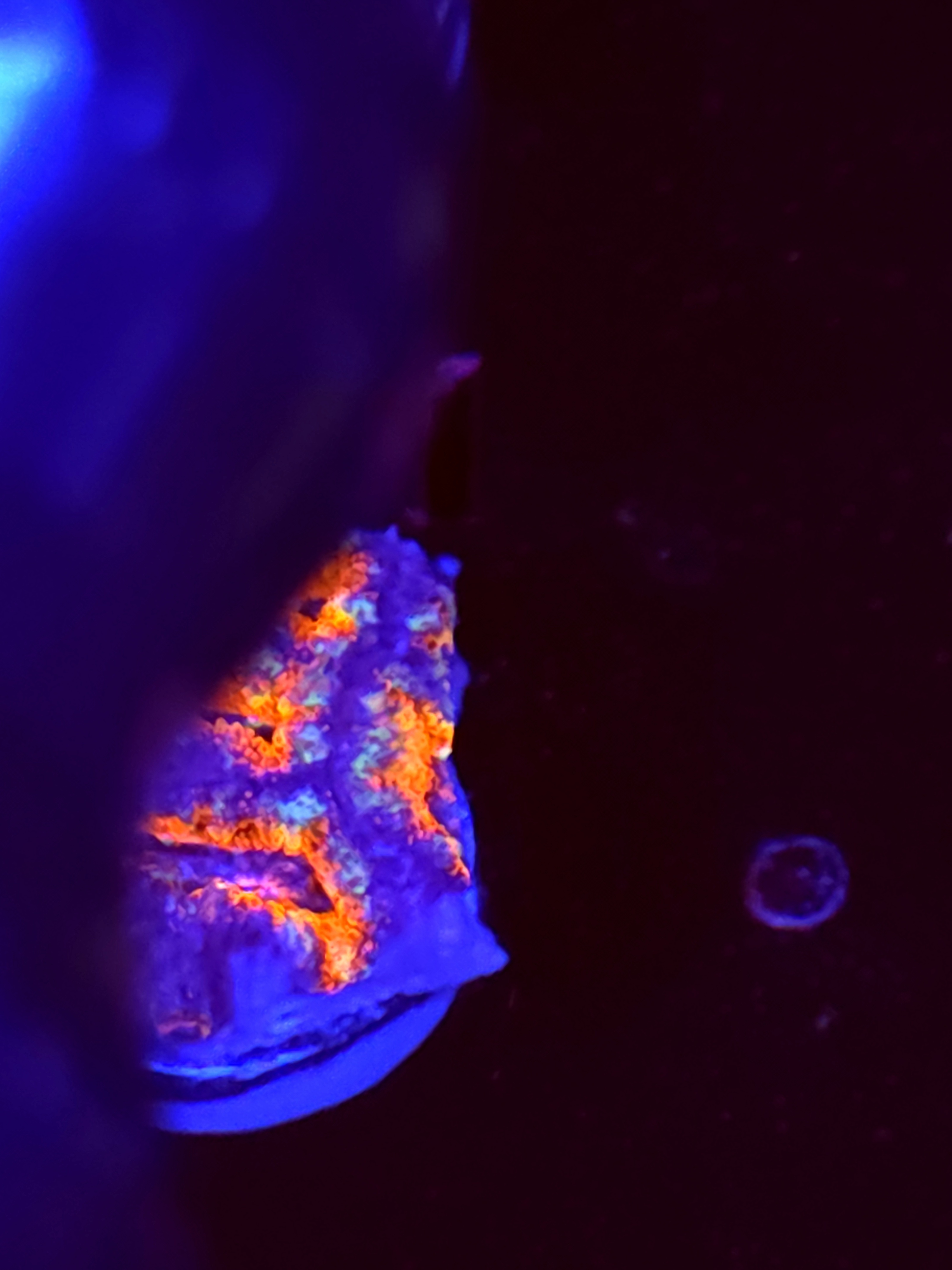 SBB "Hercules" Acan 2 Heads