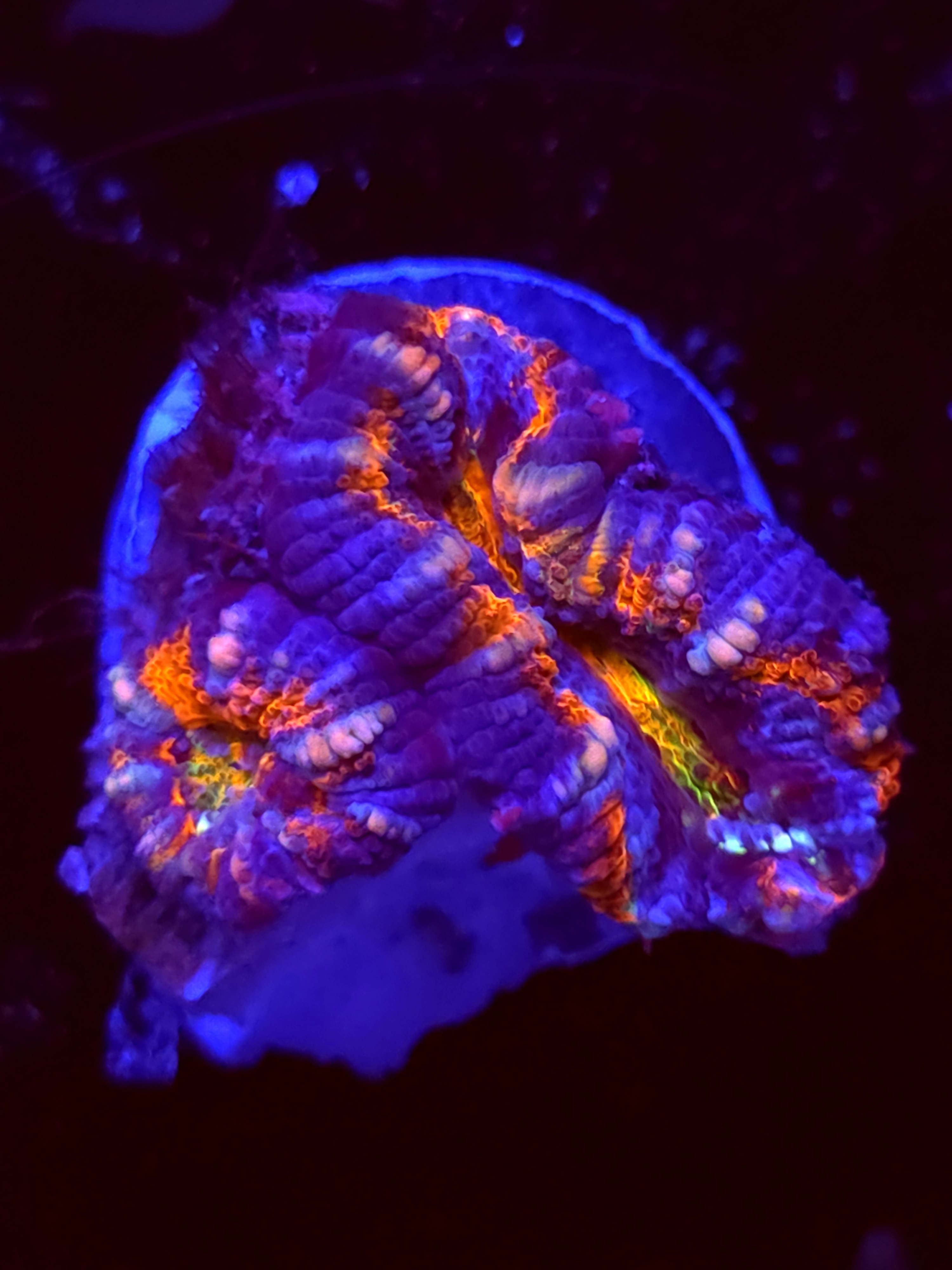 SBB "Rainbow Drool" Acan 1 Head