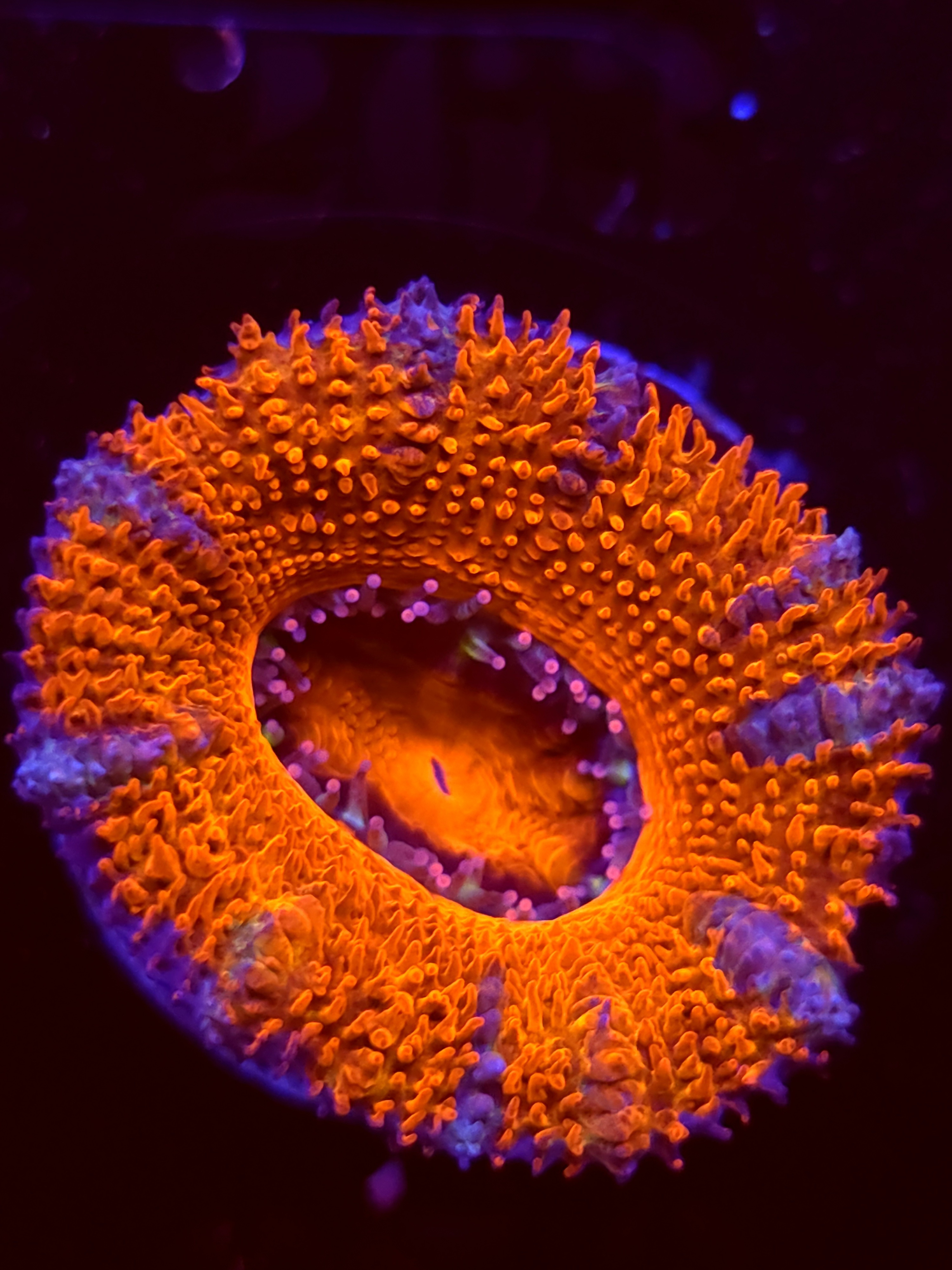 SBB "Rainbow Drool" Acan 2+ Heads