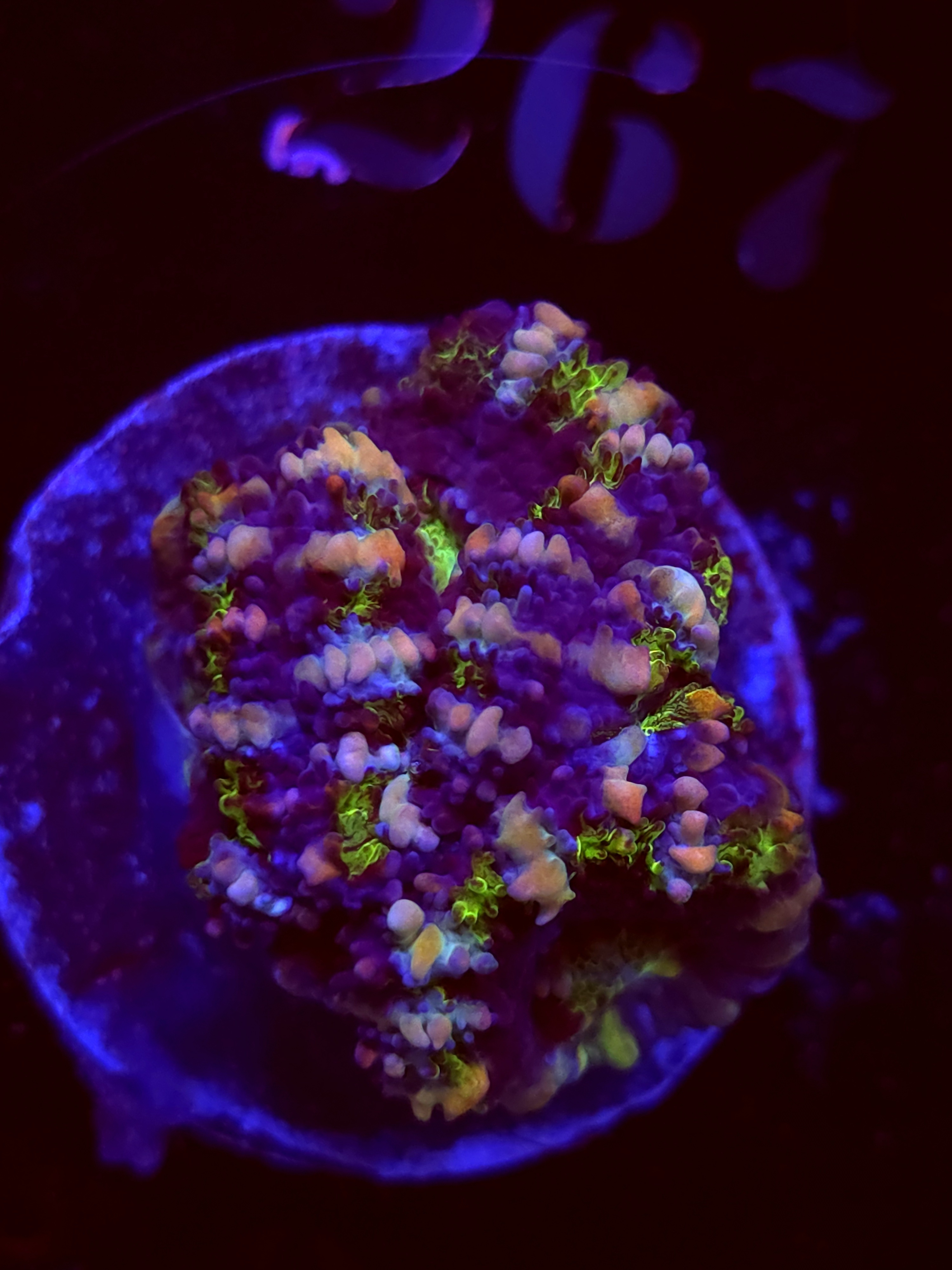 SBB "Sugar Crush" Acan 1 Head