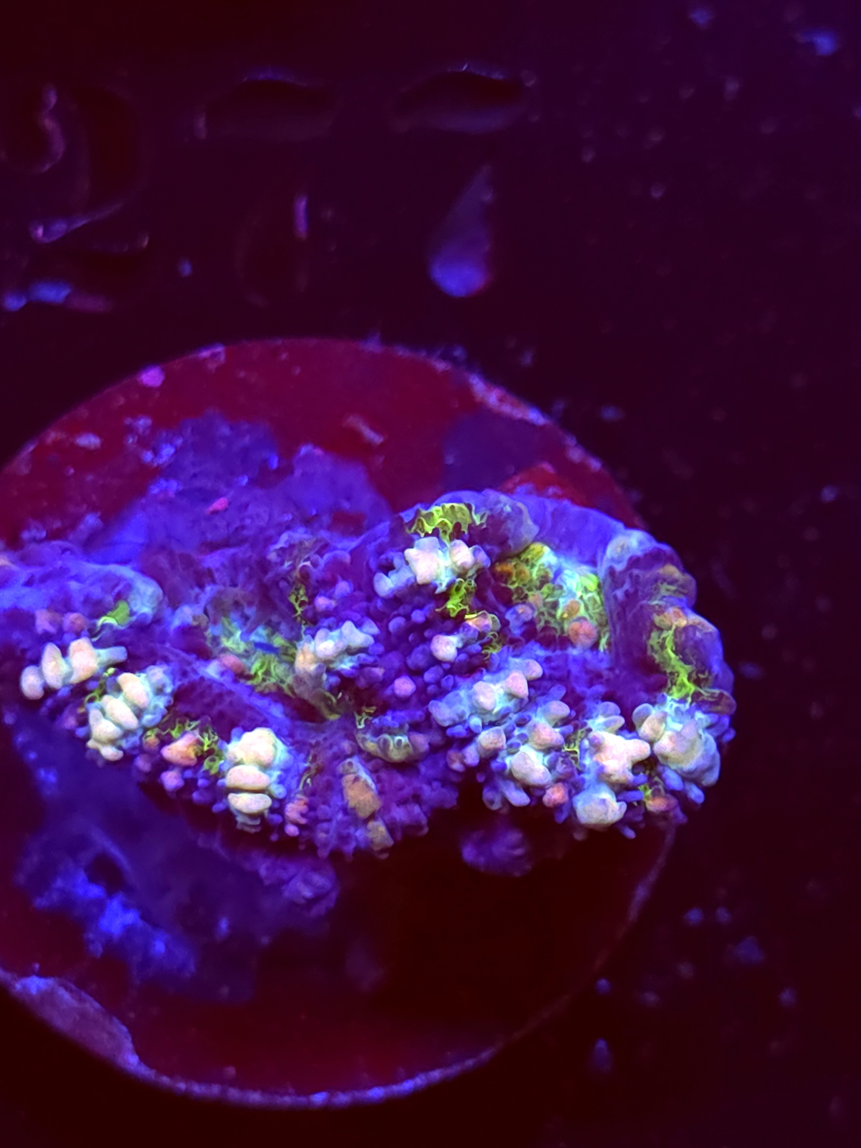 SBB "Mystery Signature" Acan 2 Heads