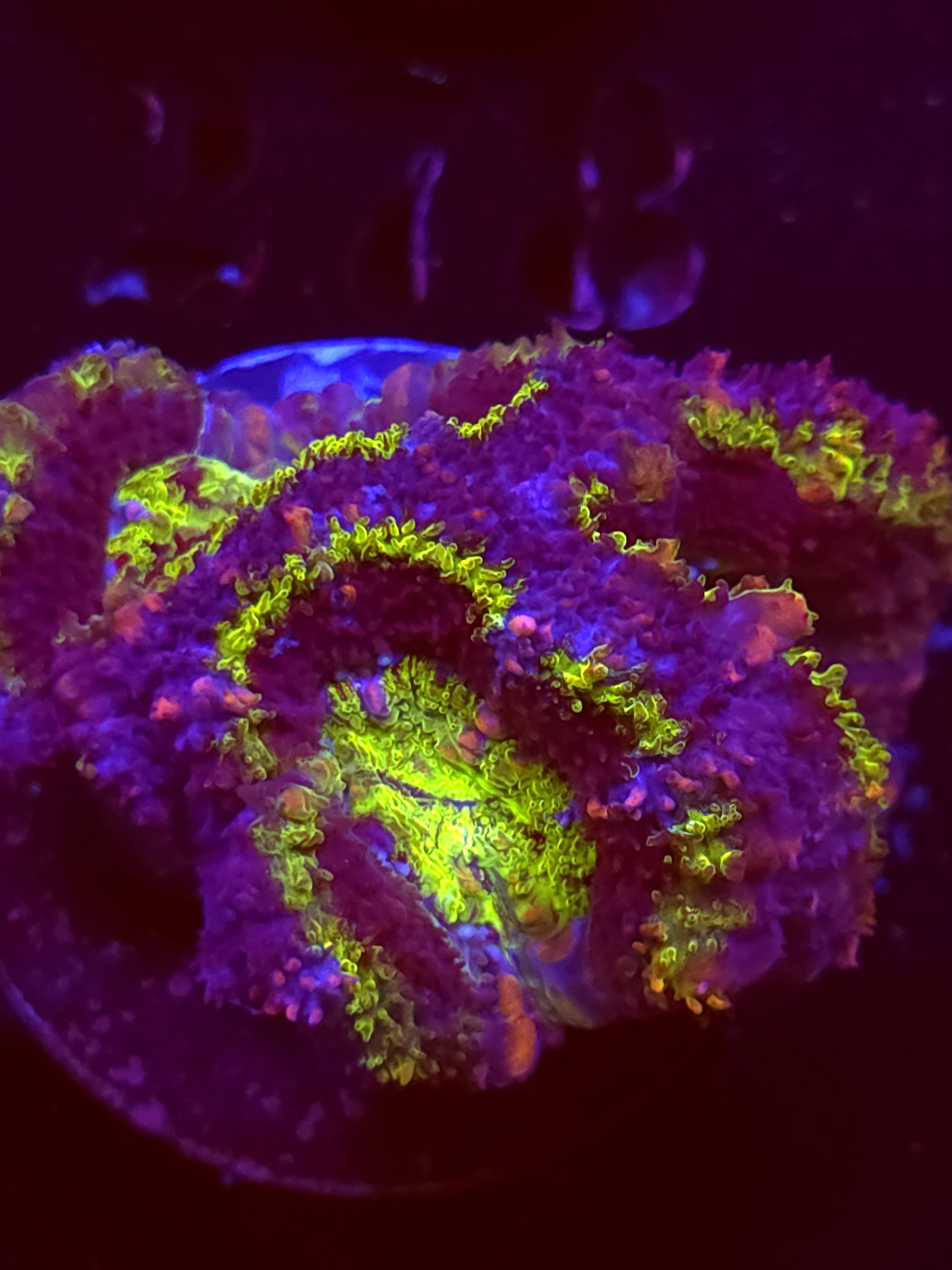 SBB "Acid Drip" Acan 3 Heads