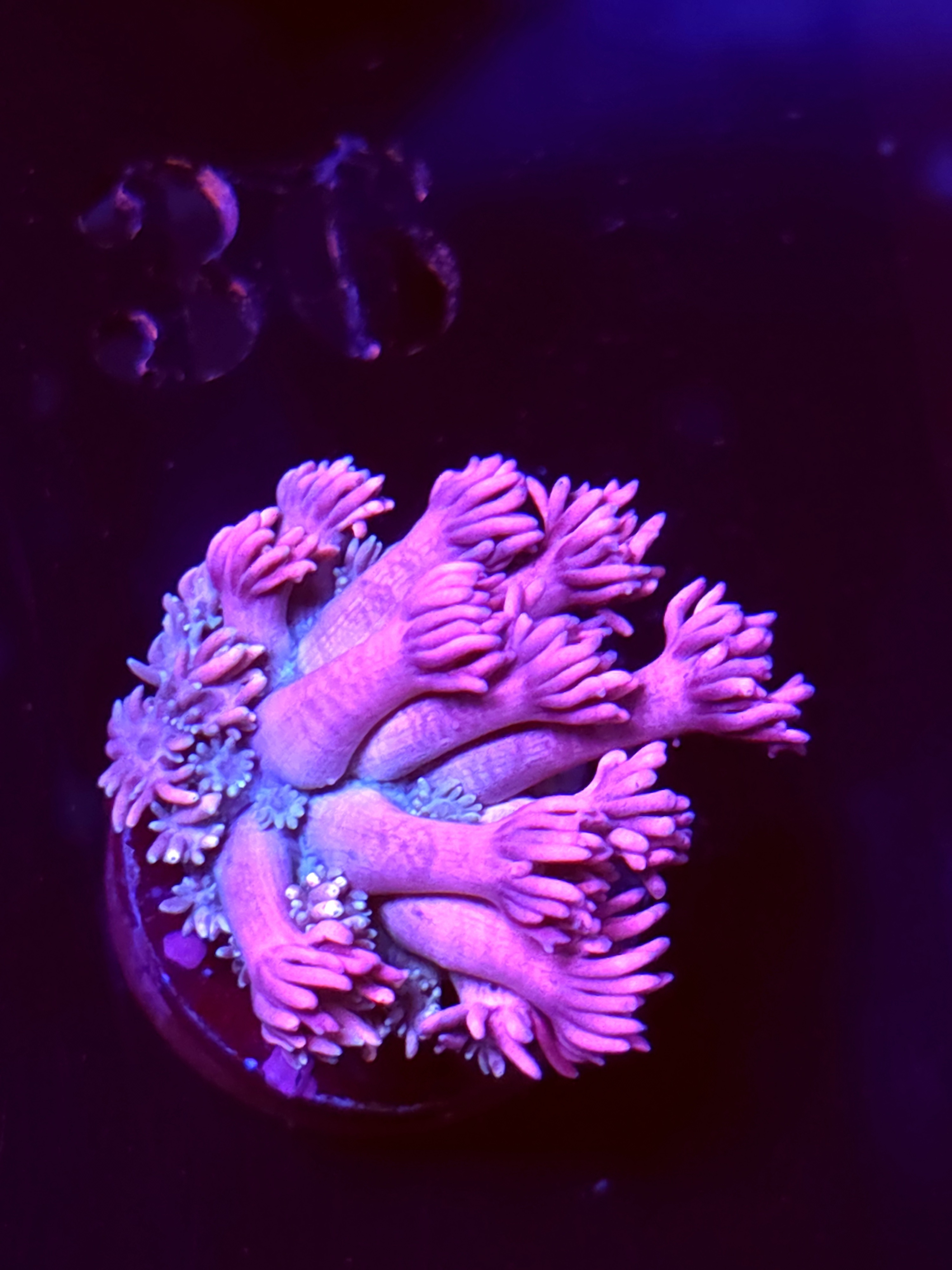 SBB "Void Kraken" Goni Large