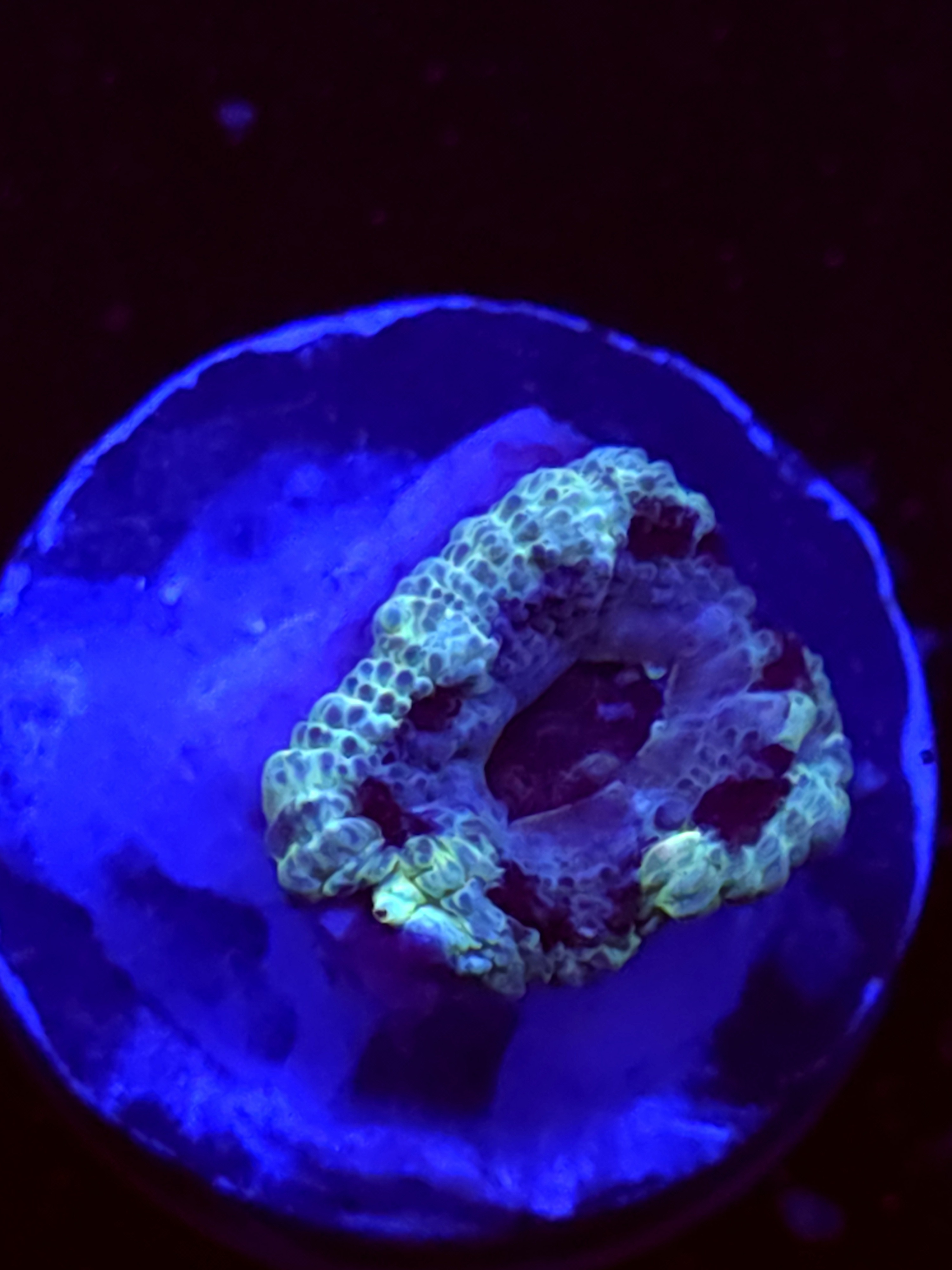 SBB "Mystery Signature" Acan 1 Head