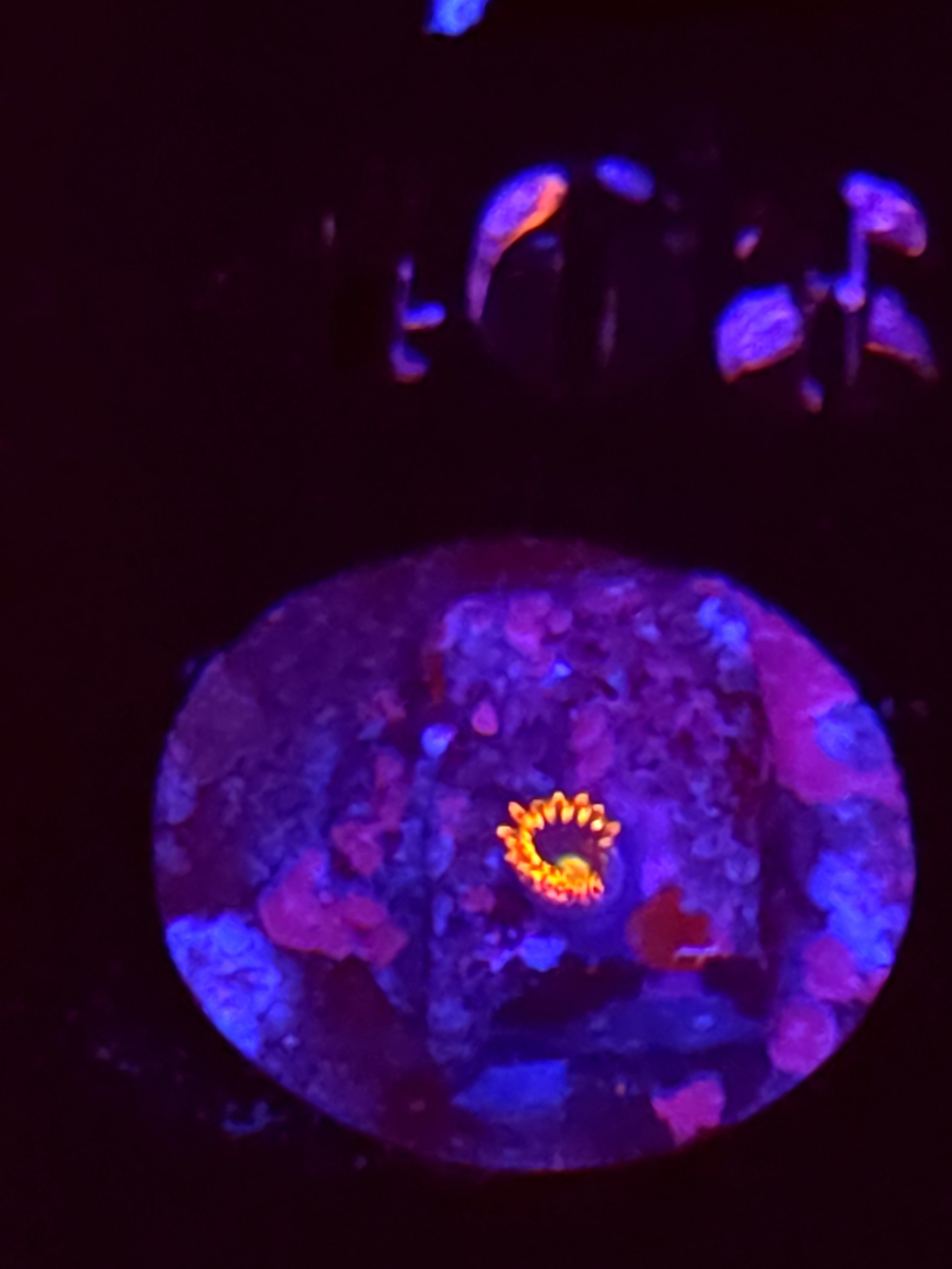 SBB "No Name" Zoas 1 Polyp
