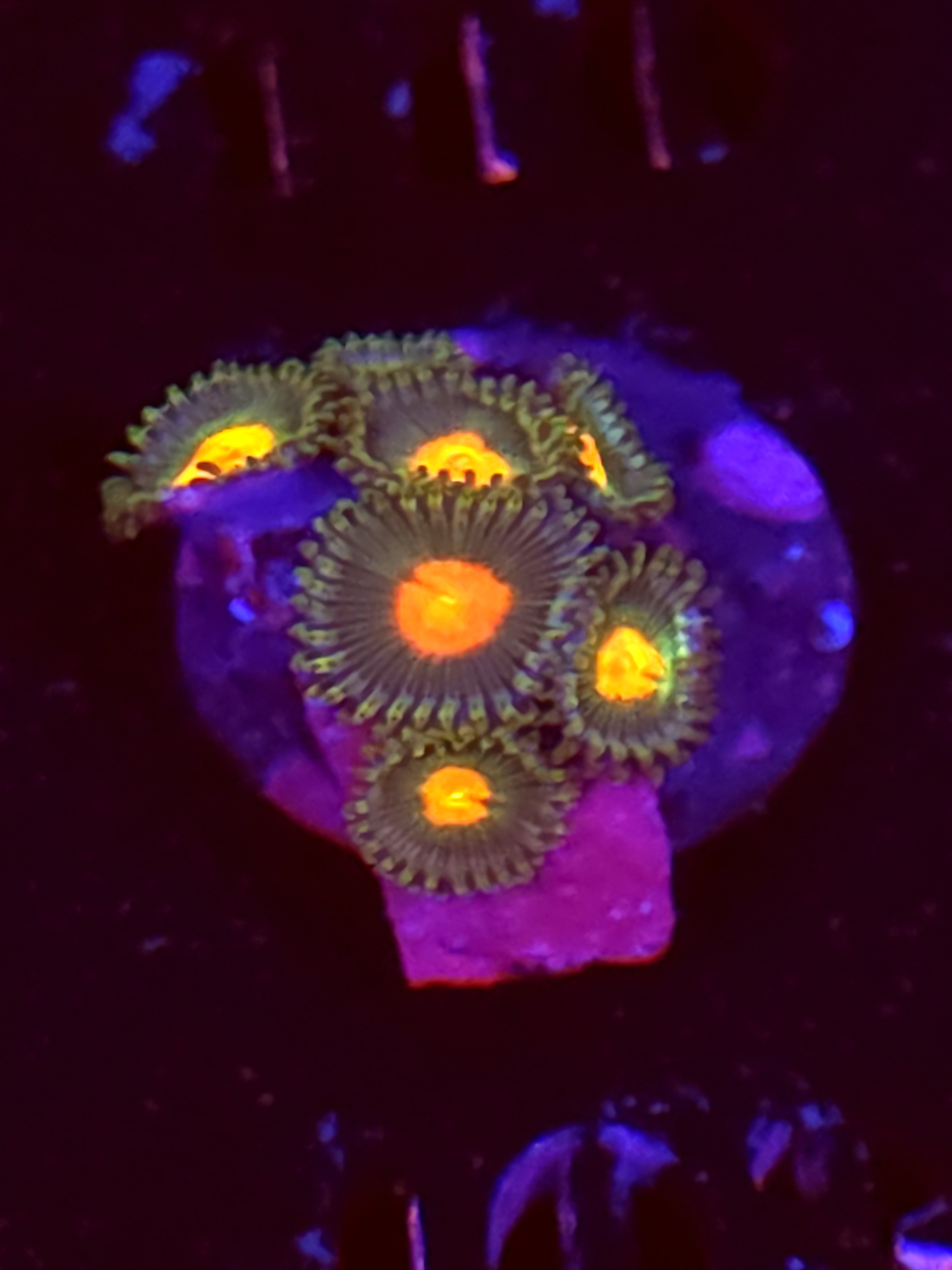 SBB "No Name" Zoas Mini Colony