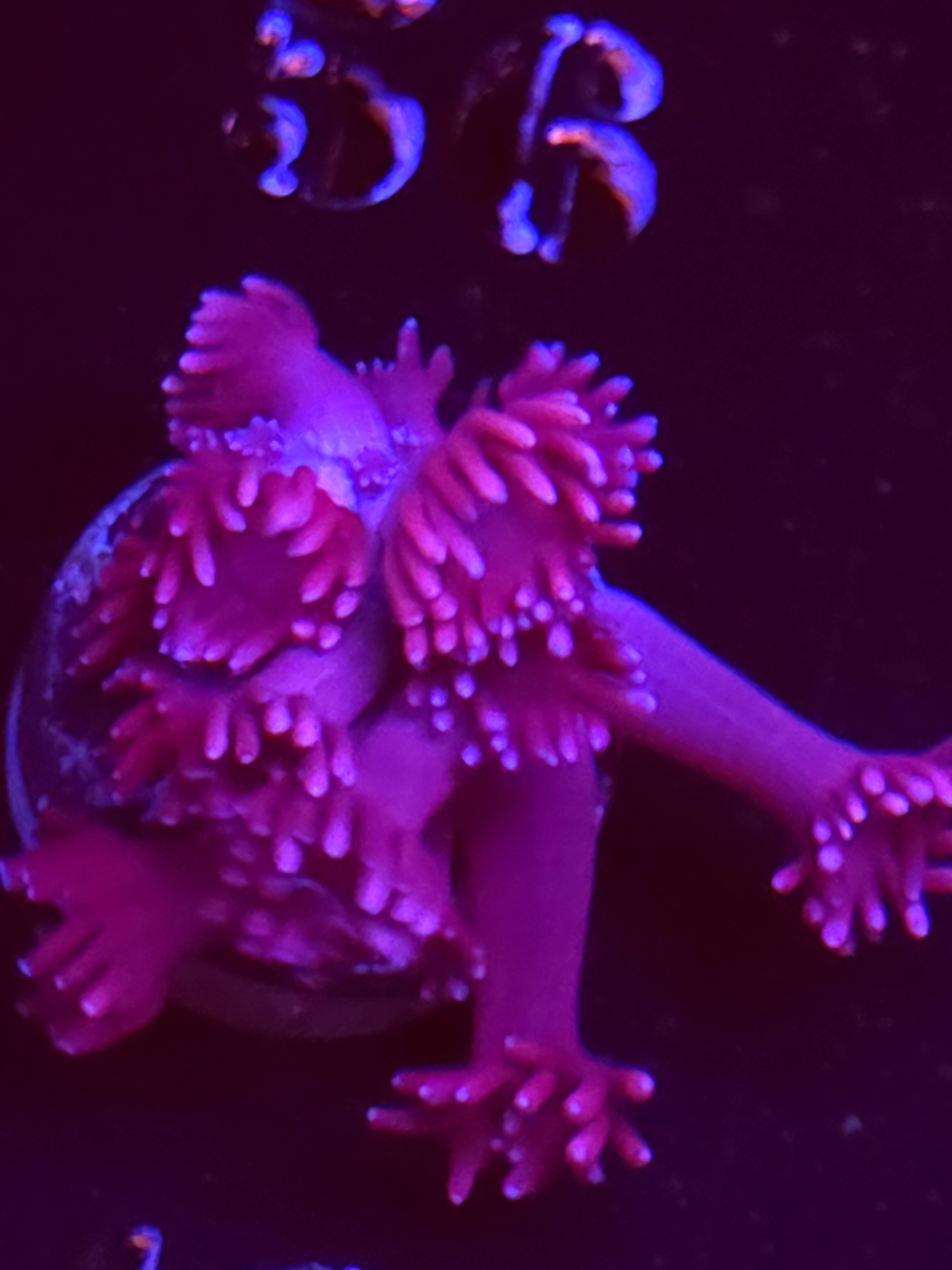 SBB "Sour Kraken" Goni Medium