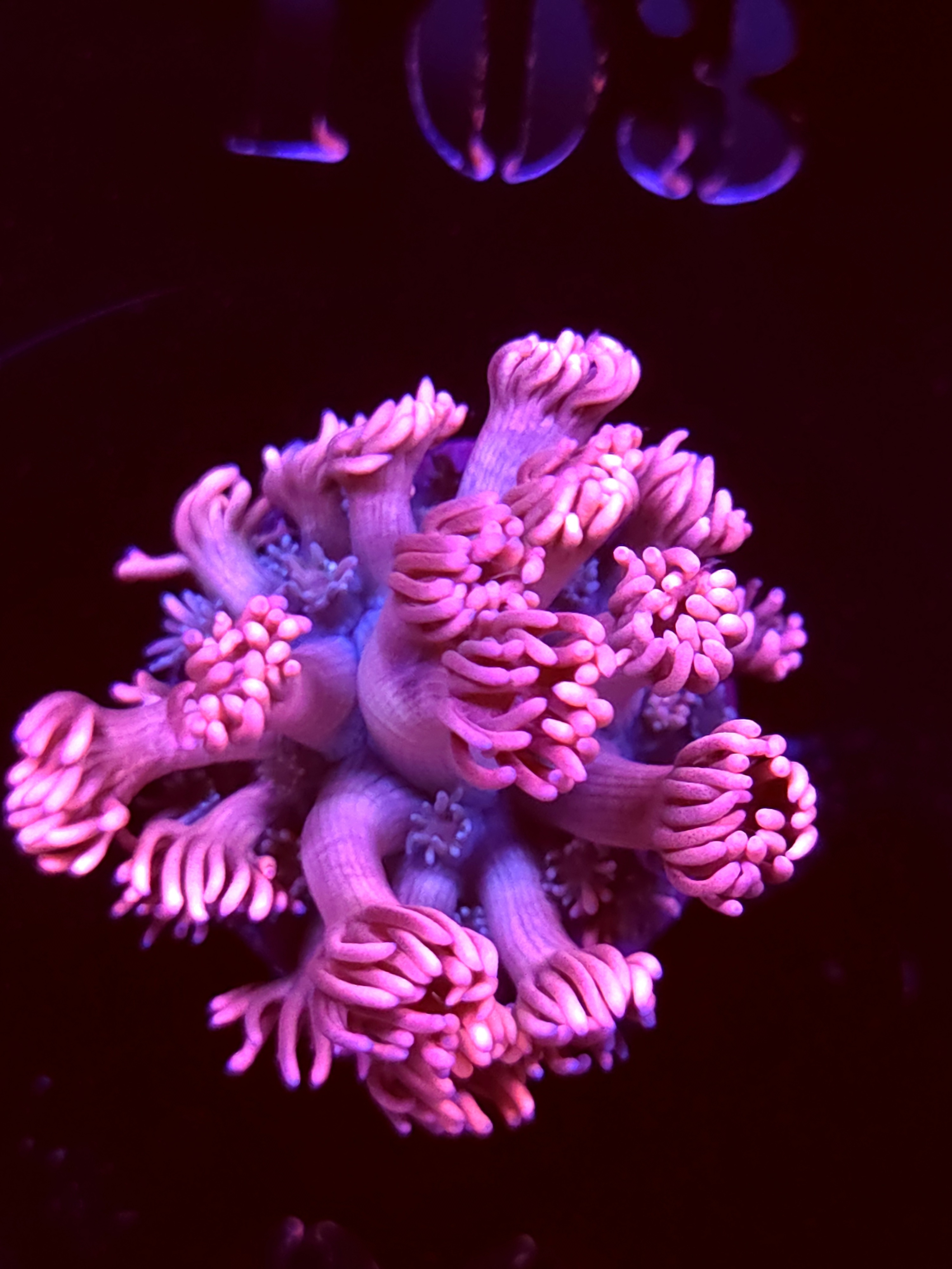 SBB "Bubblegum Blast" Goni Medium