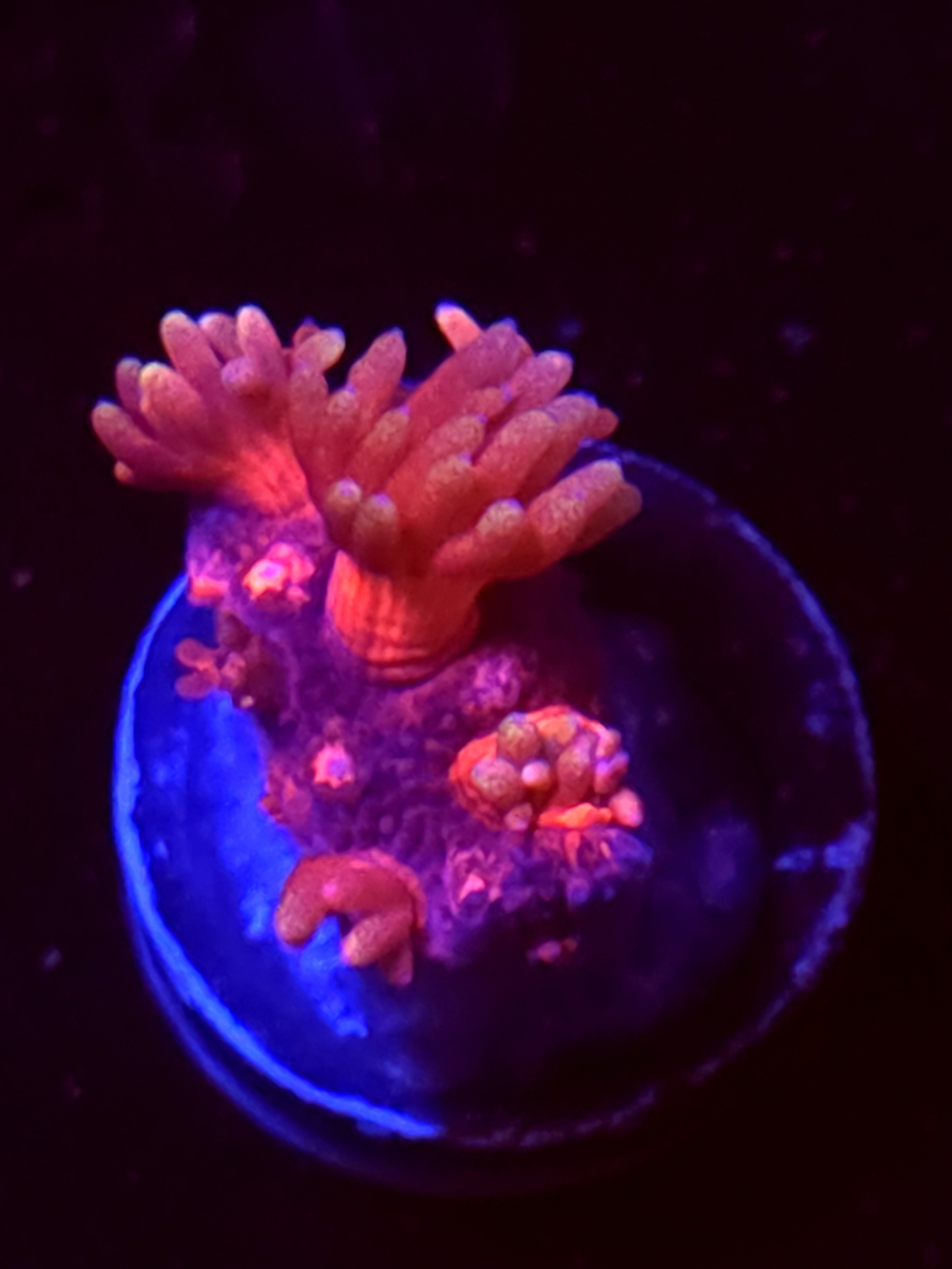 SBB "Bubble Bomb" Goni Small