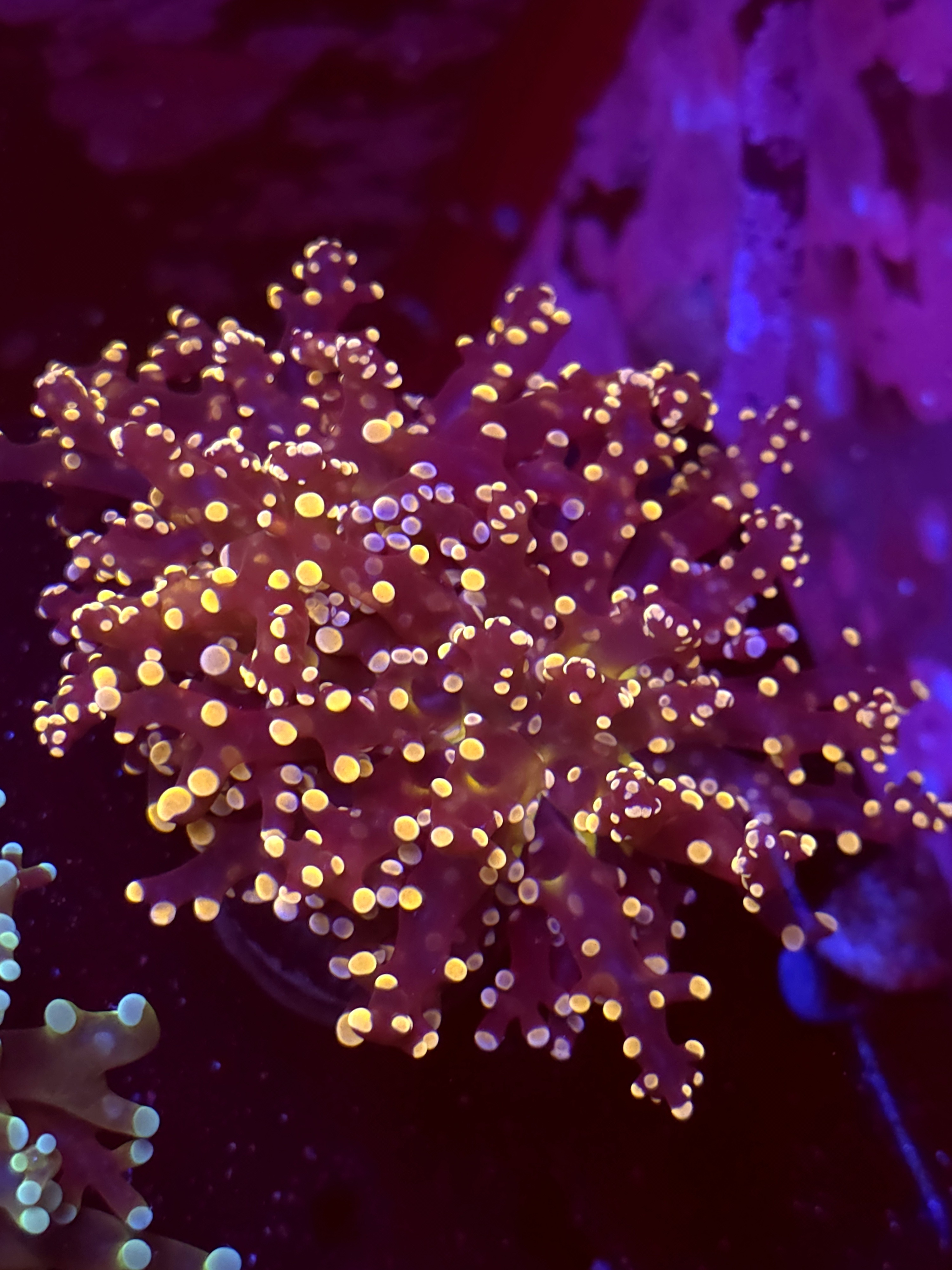 SBB " Lavendor Breeze" Frogspawn