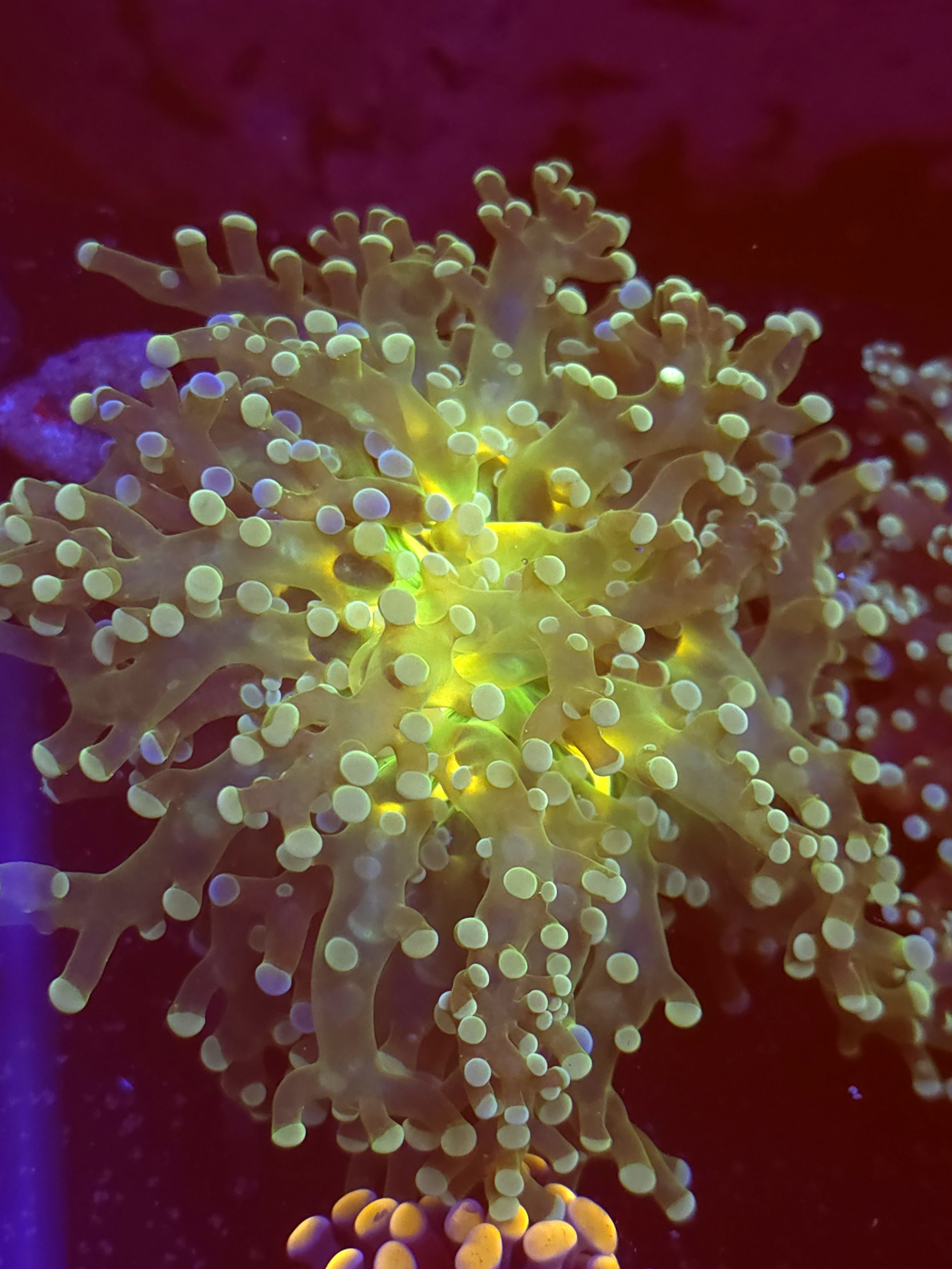 SBB " Blues Clues" Frogspawn