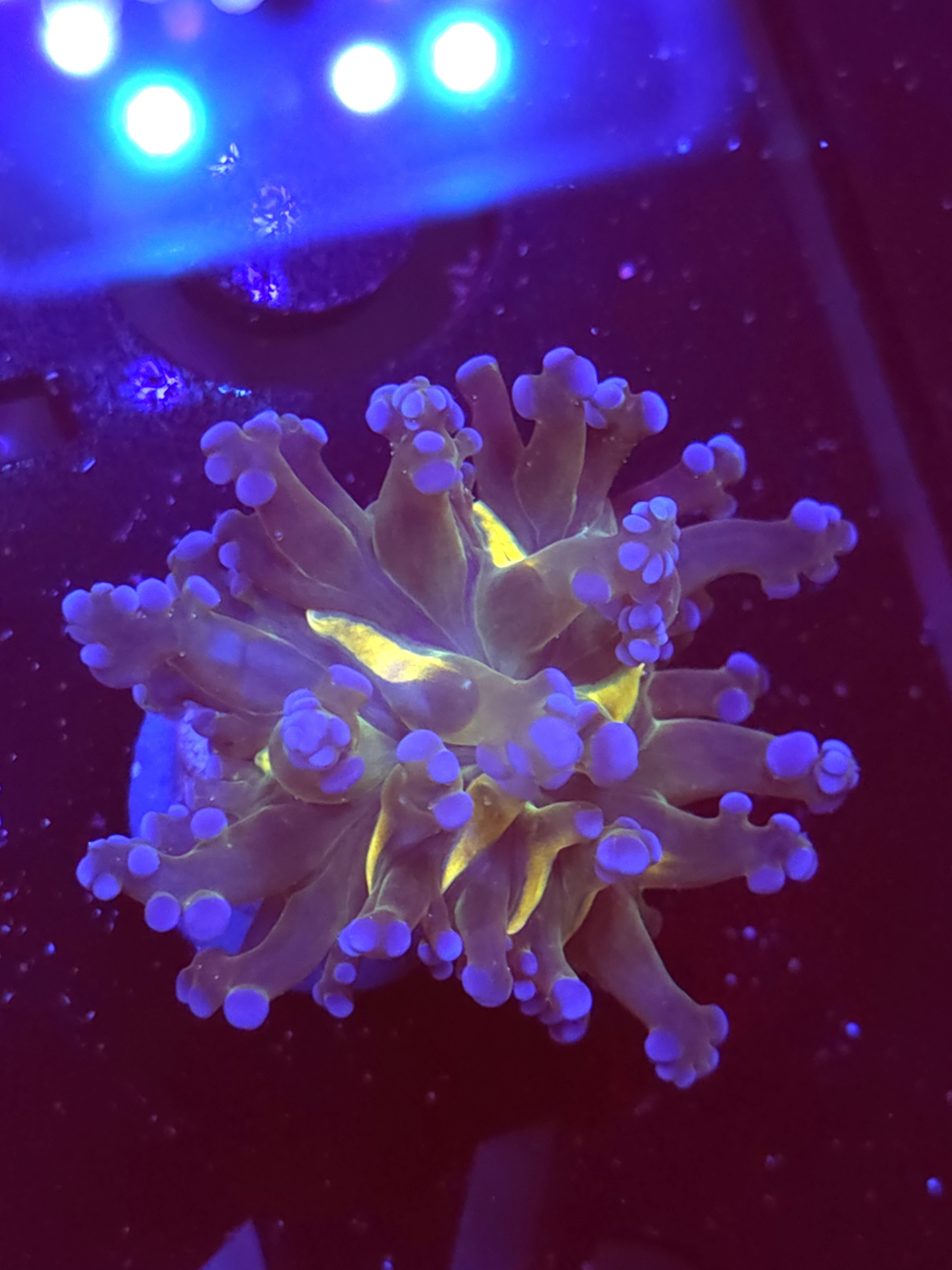SBB " Blues Clues" Frogspawn