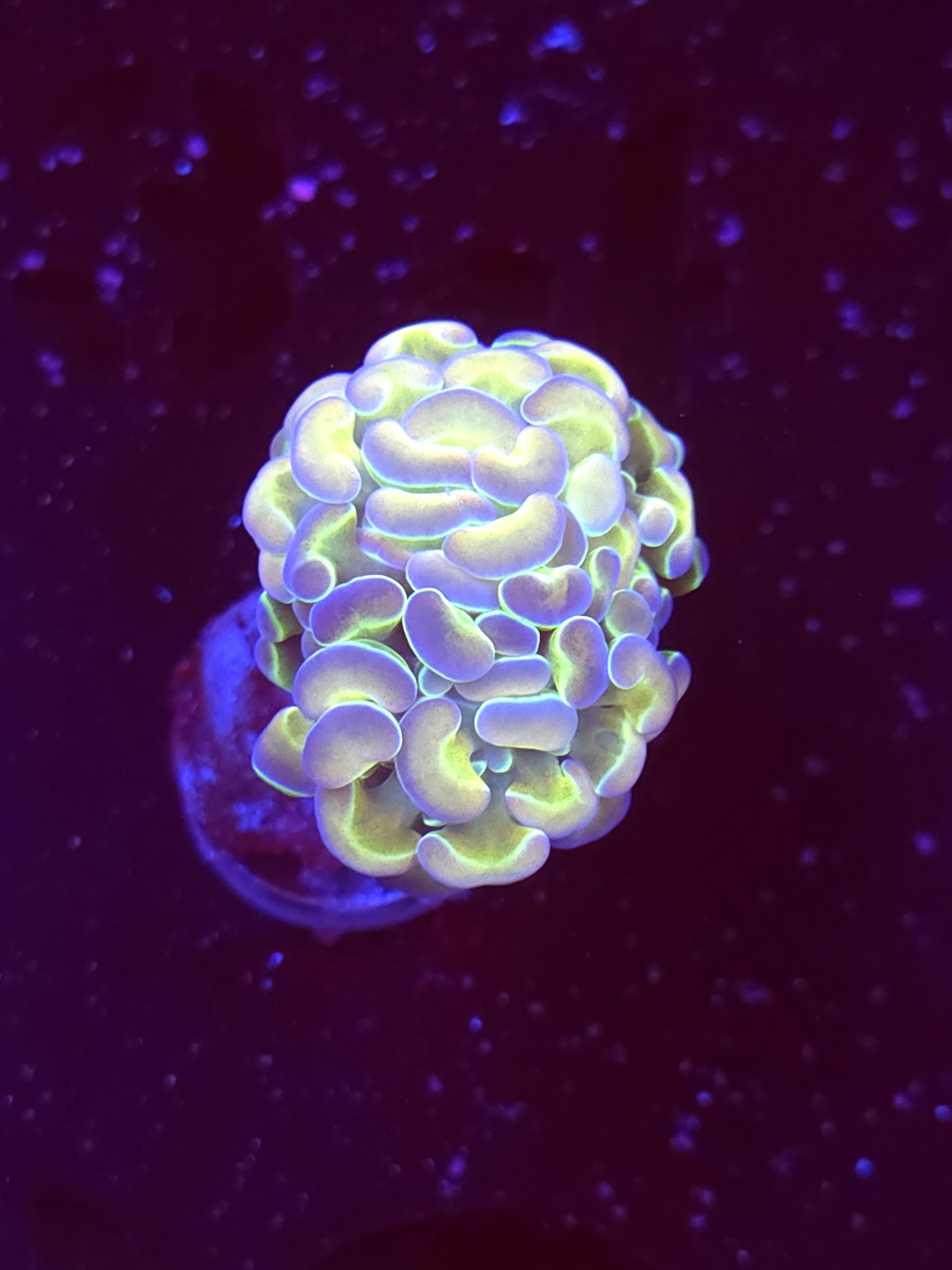 SBB " Hologram" Hammer