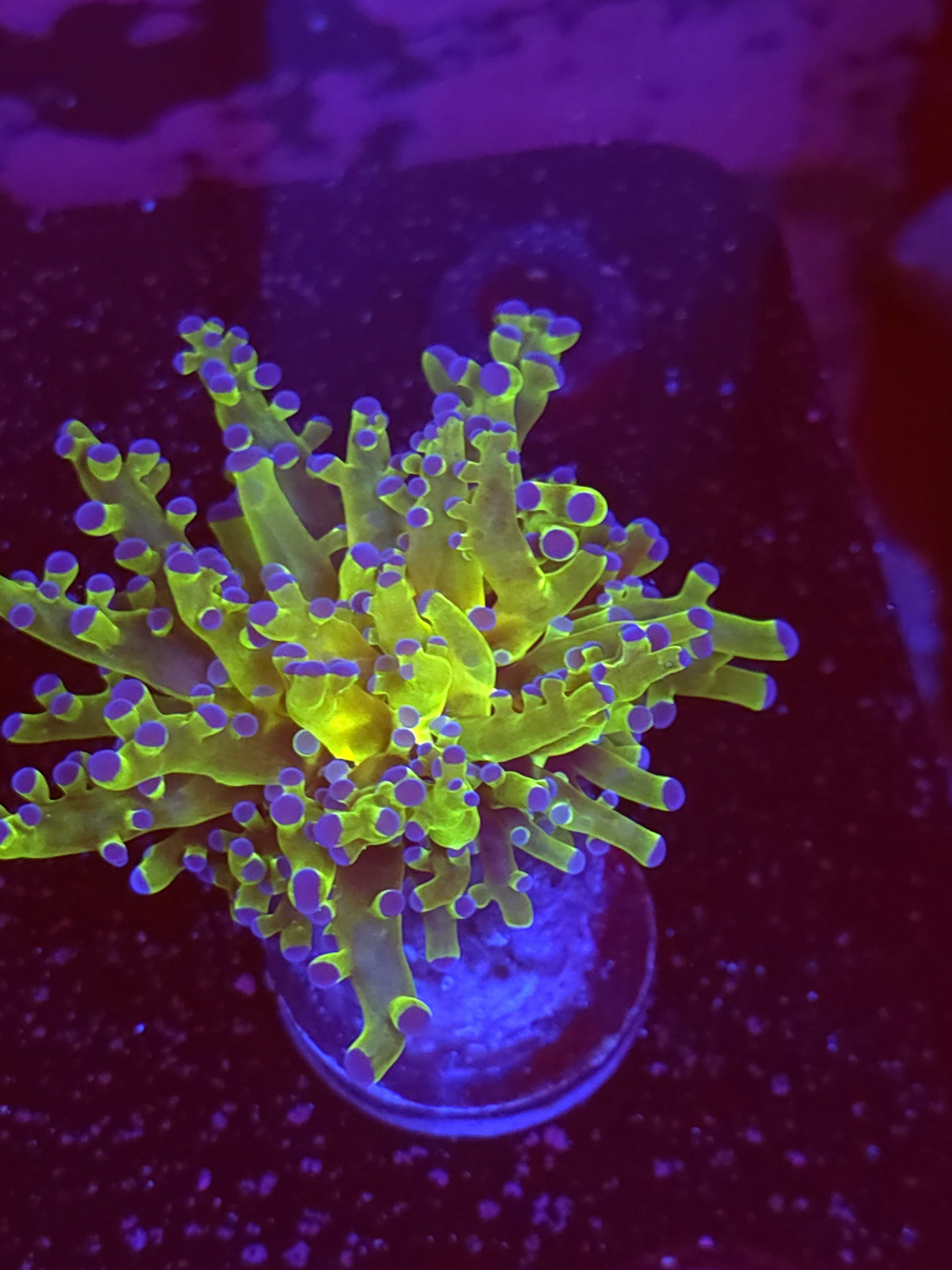 SBB " The Hulk" Frogspawn