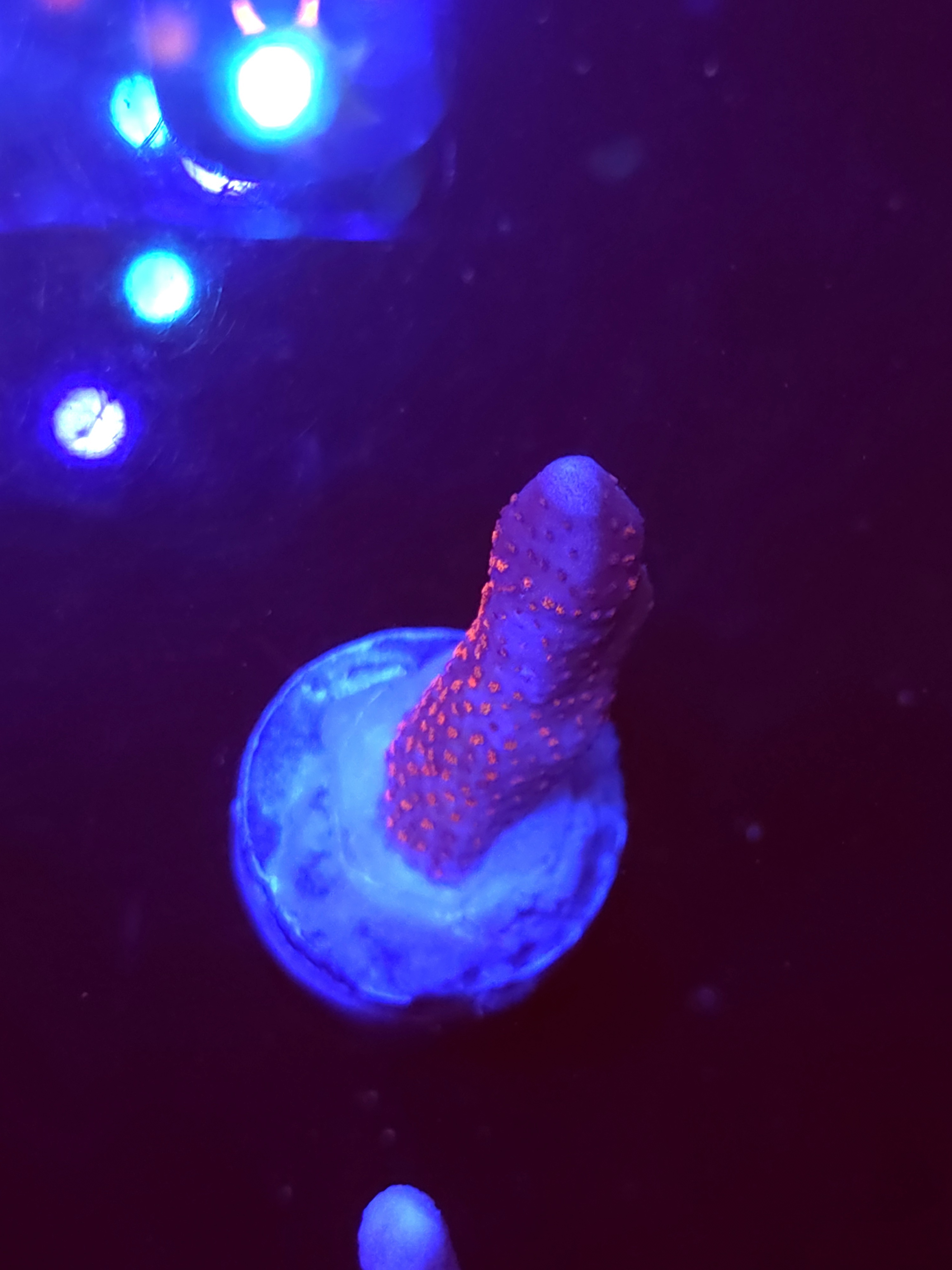 SBB "Bubble Digi" Acro Medium Branch