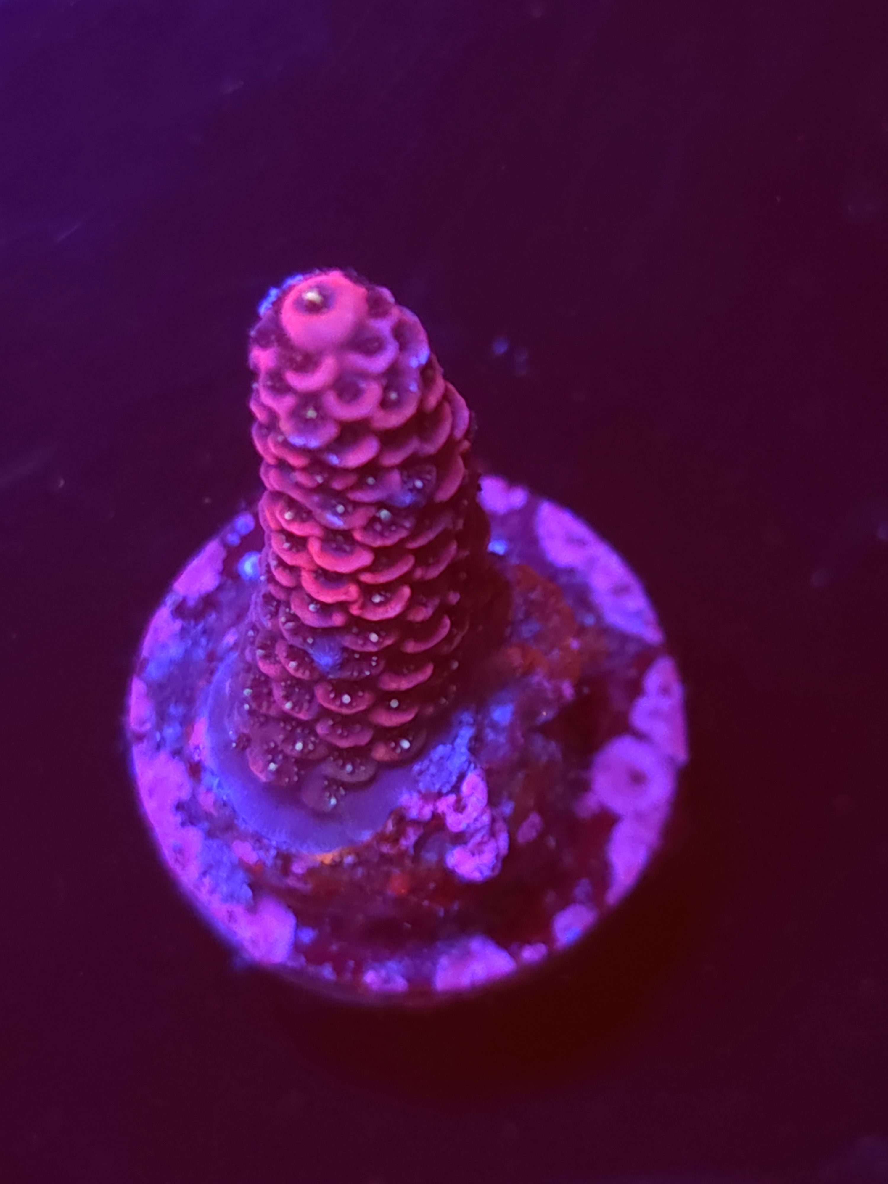 SBB "Static Magic" Acro Medium Branch