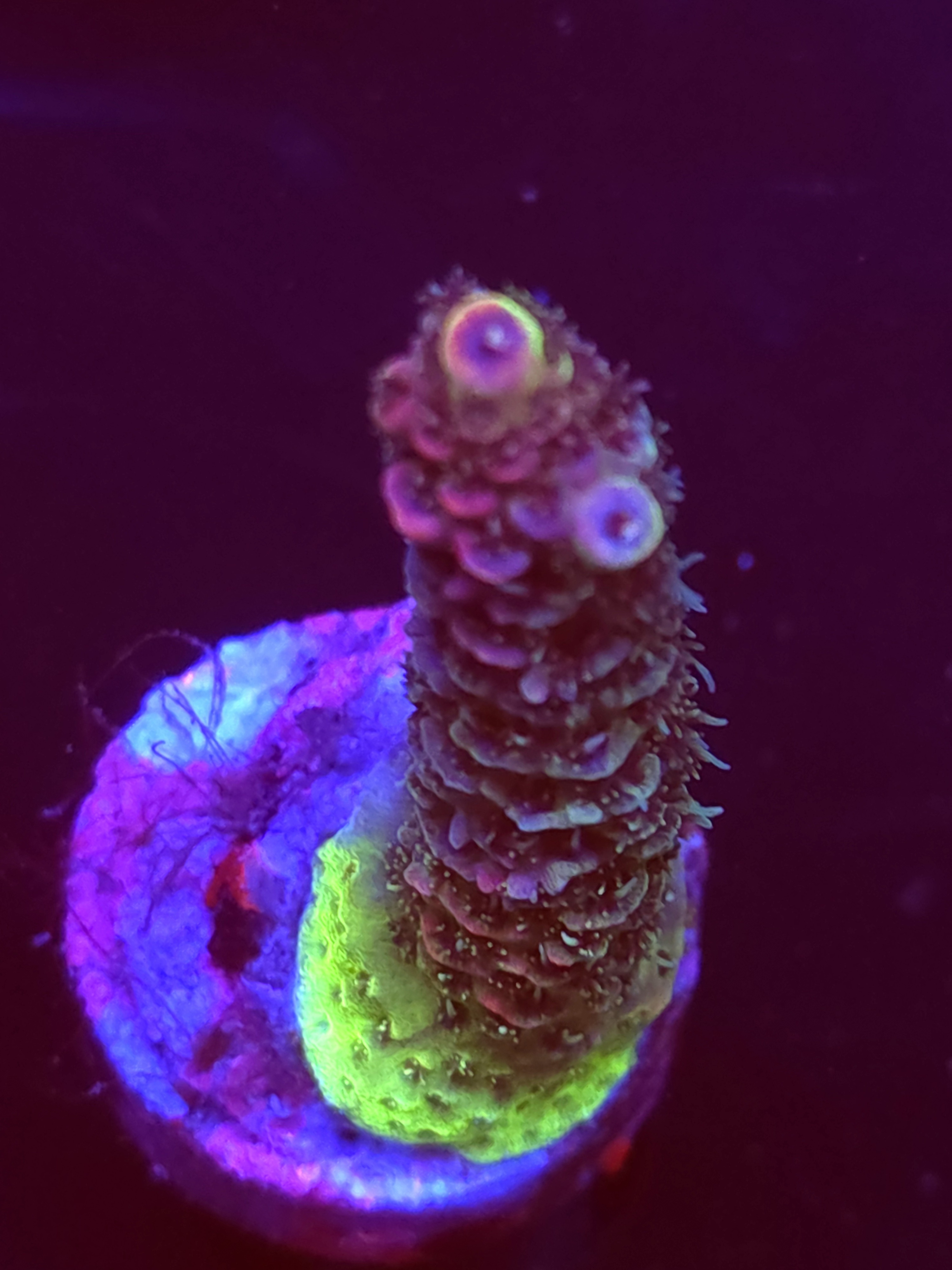 SBB "Jelly Bean Jewel" Acro Medium Branch