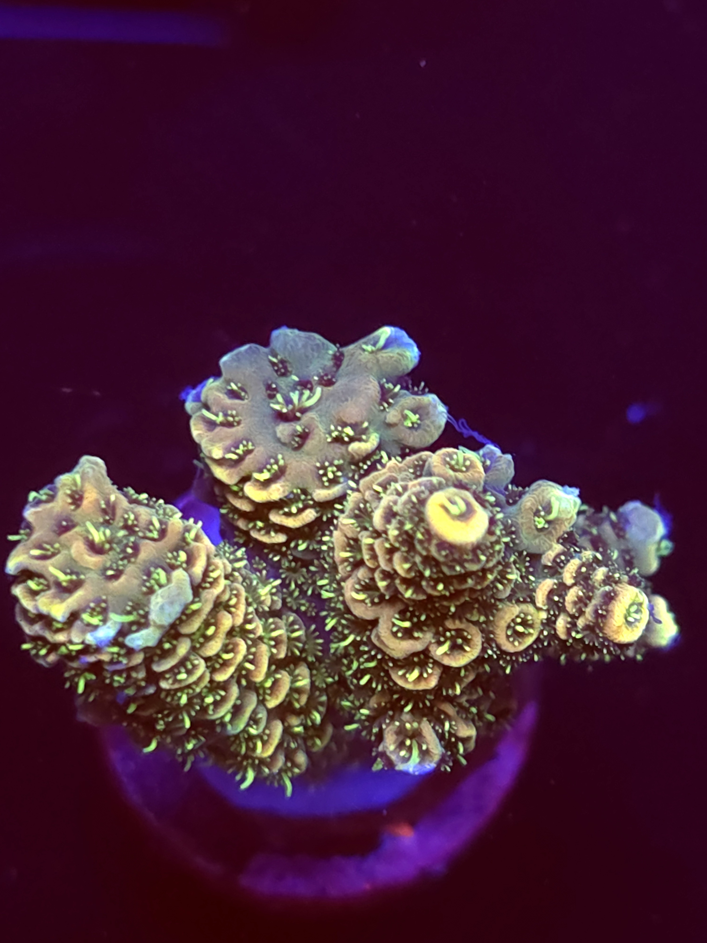 SBB "Glow Crow" Acro Medium Multibranch