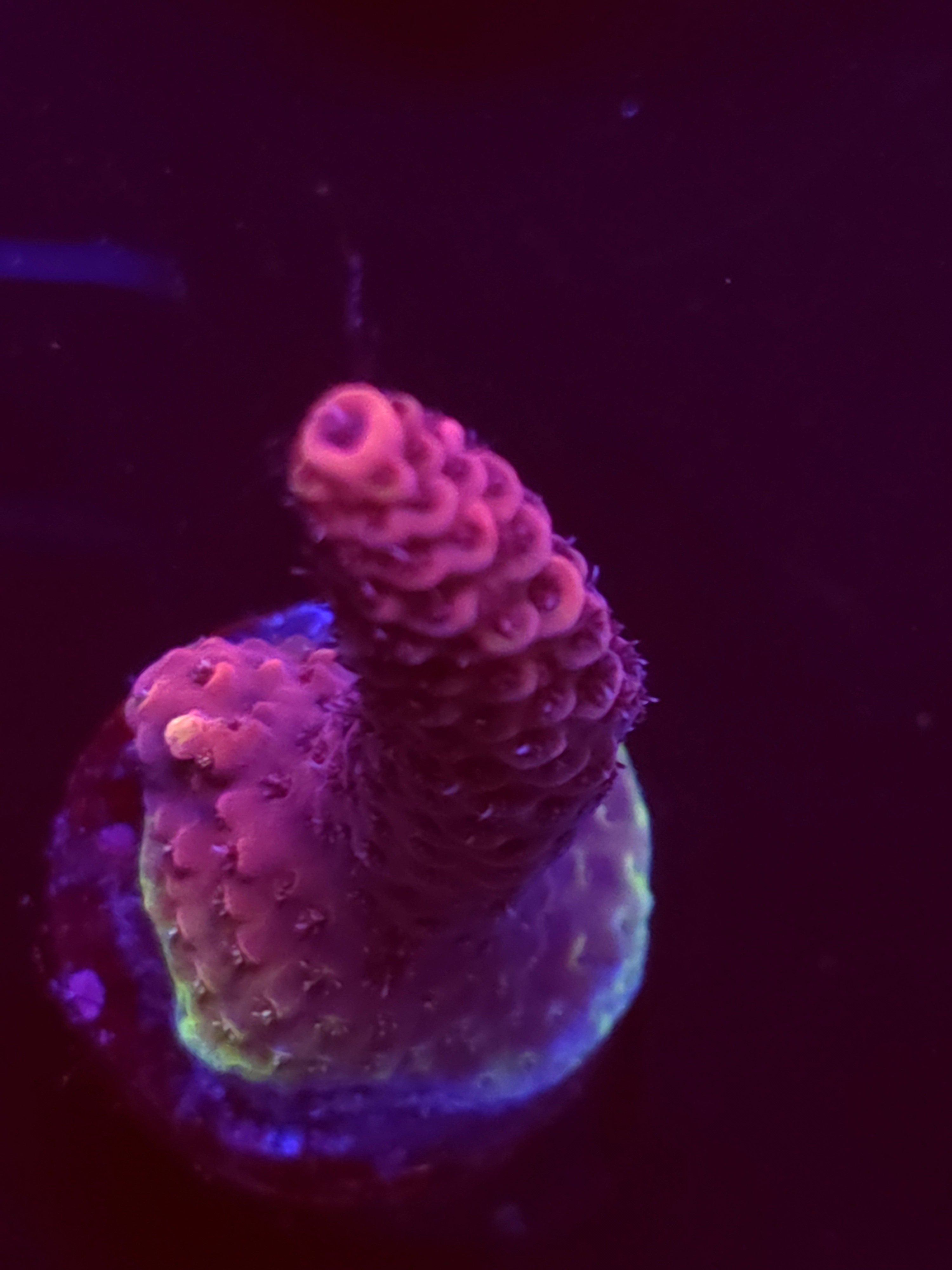SBB "Brain Crazy" Acro Large Branch Crusted