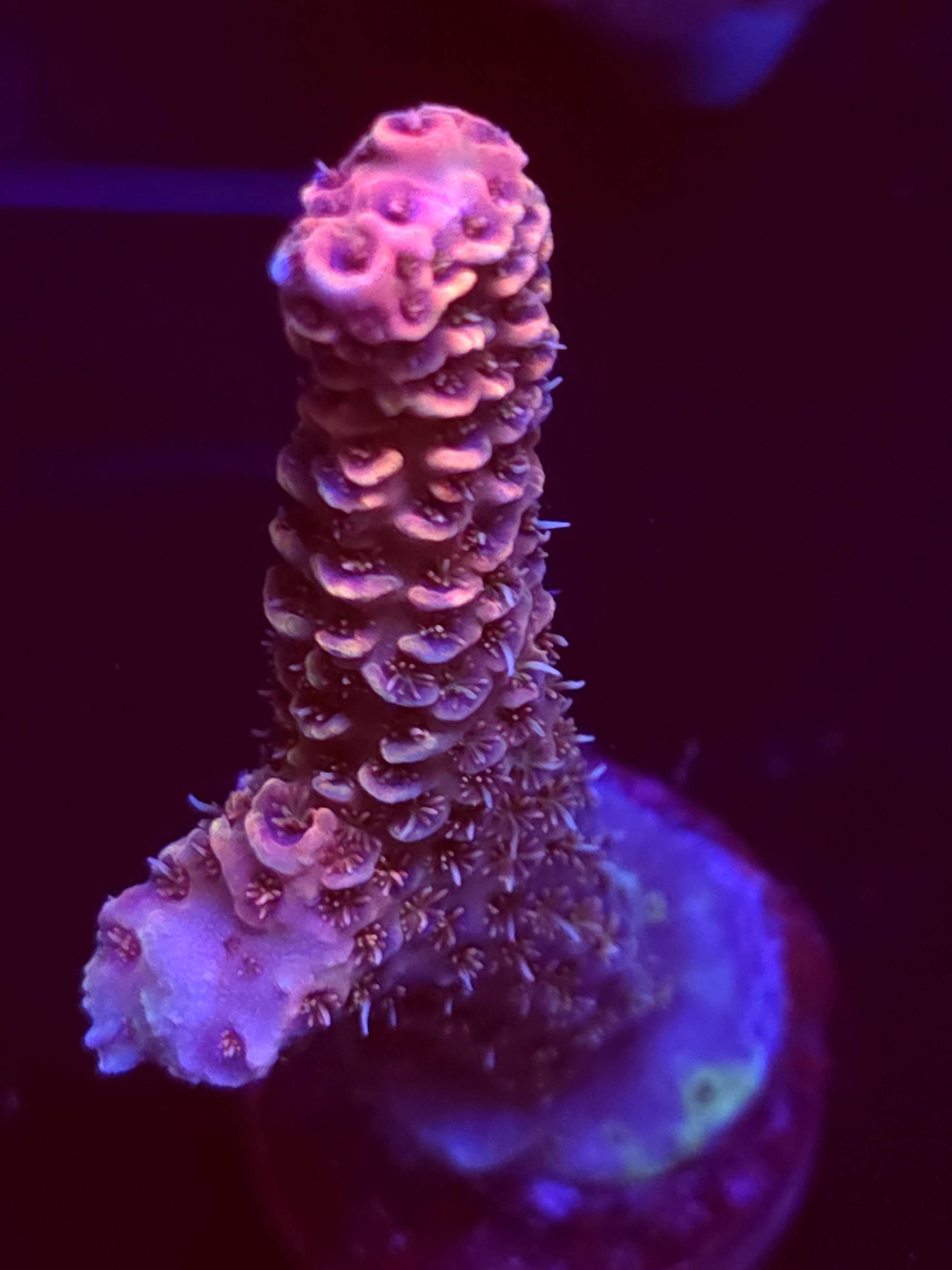 SBB "Mystery Signature" Acro Large Branch
