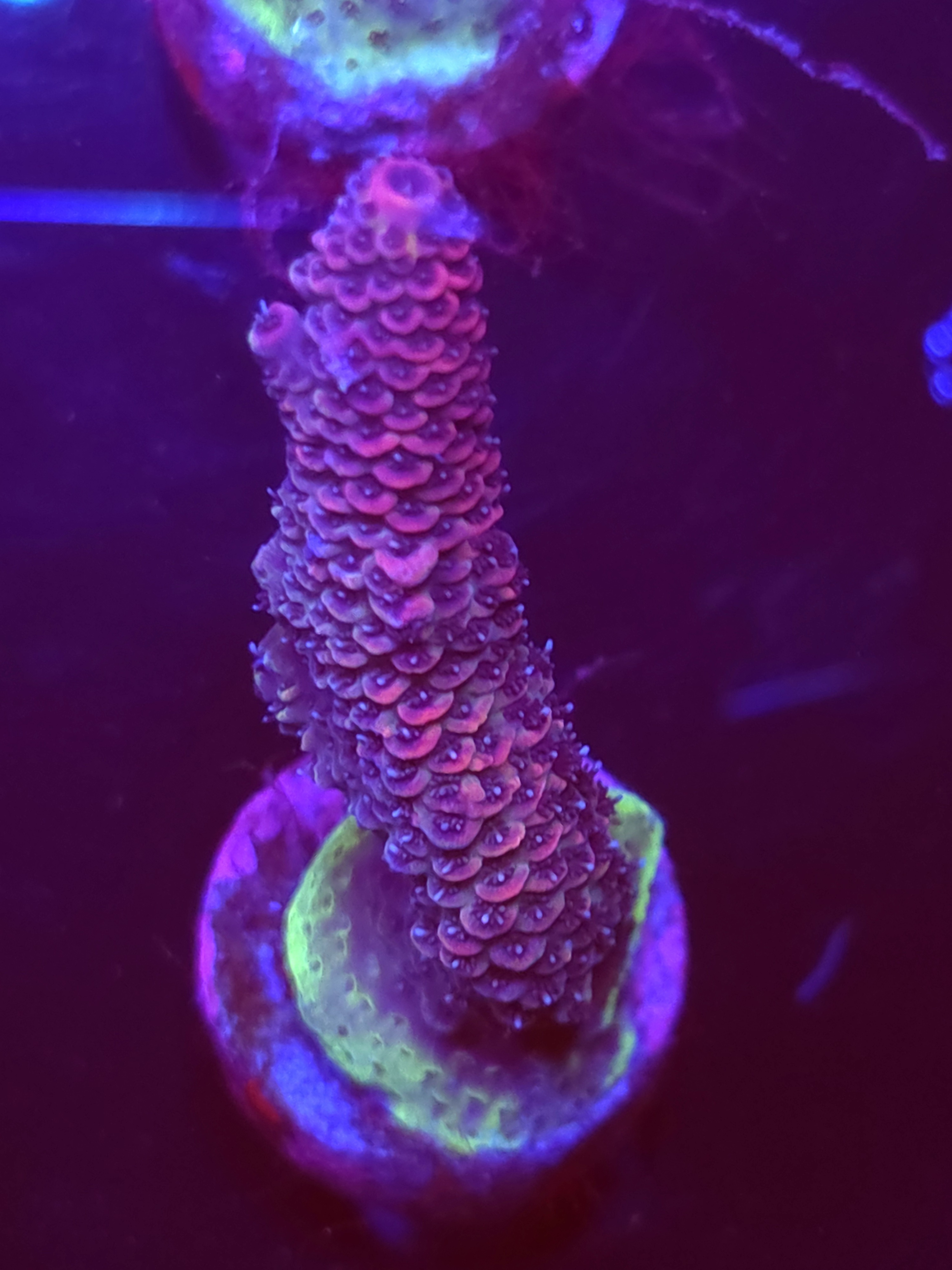 SBB "Mystery Signature" Acro Large Branch
