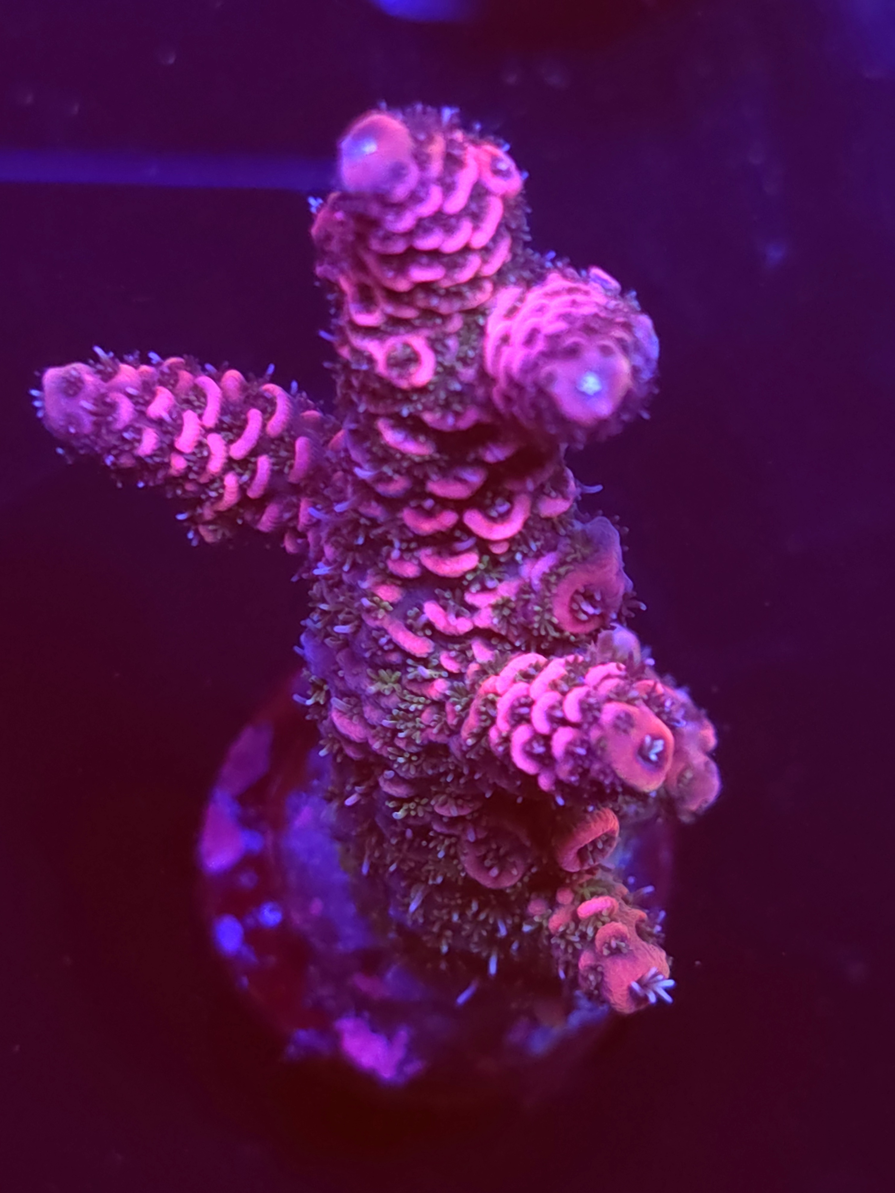 SBB "Frozen Fire" Acro Xlarge Multibranches