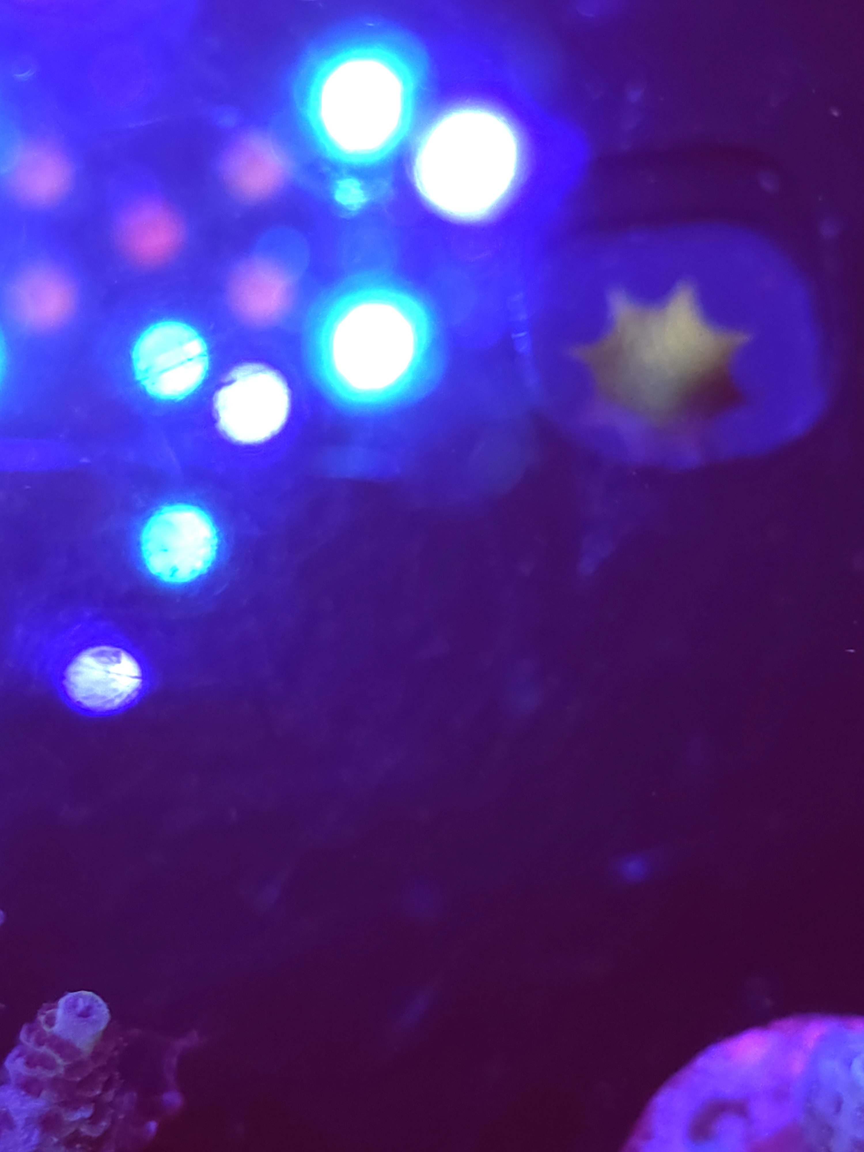 SBB "Rainbow Nector" Acro 4 Branches Crusted