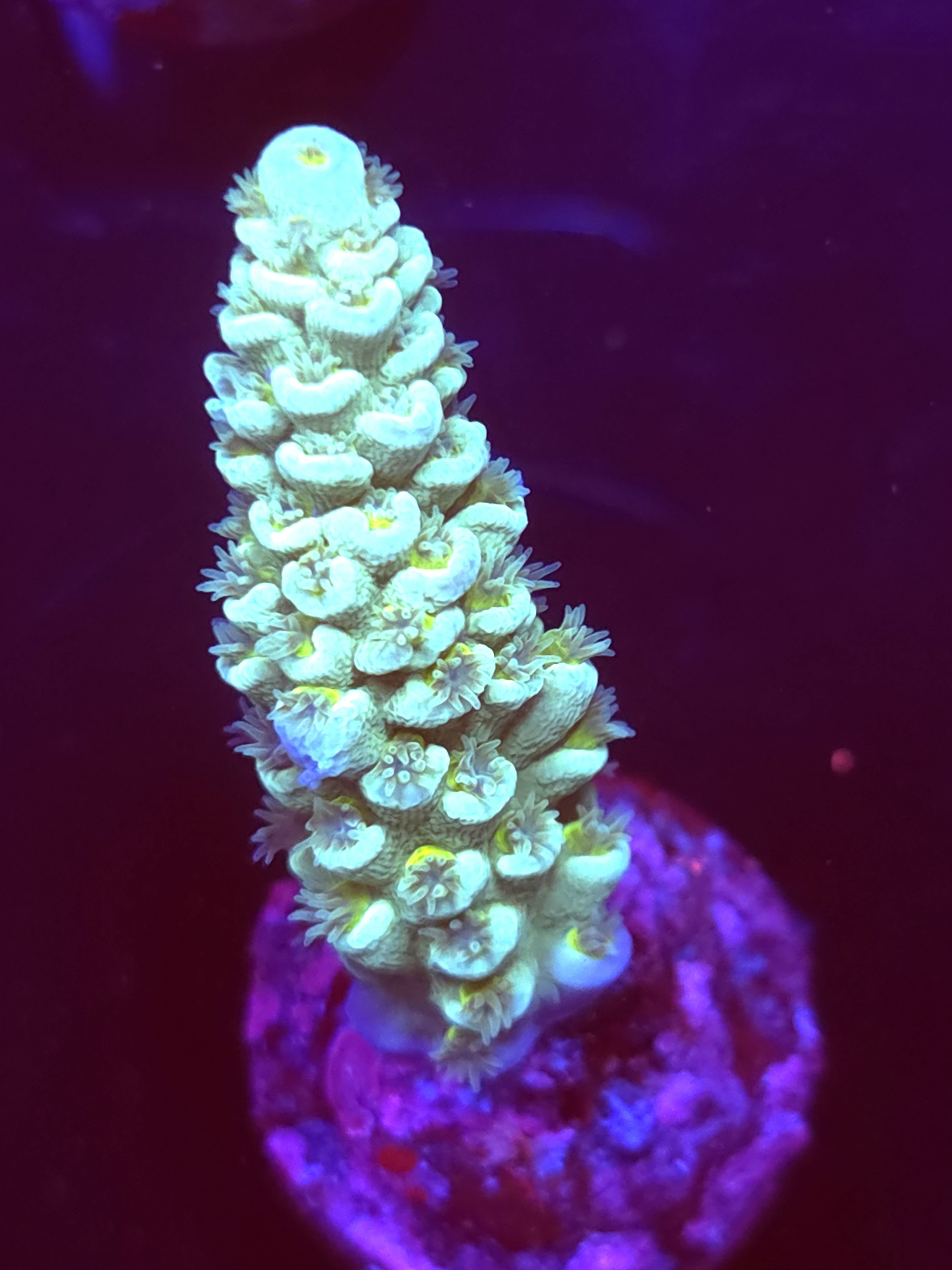 SBB "Sugar Slime" Acro Large Branch