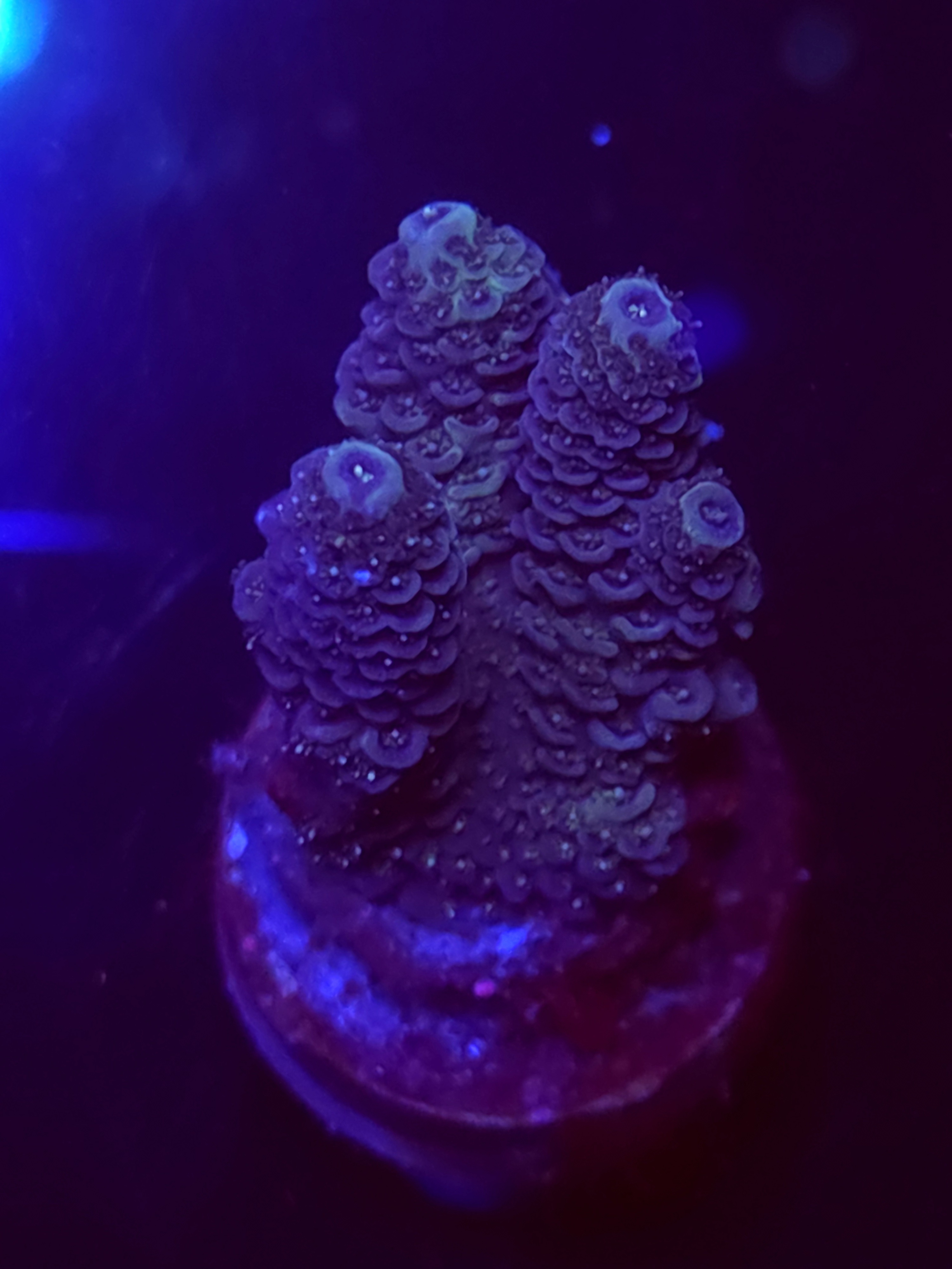 SBB "Sugar Melt" Acro Medium 3 Branches