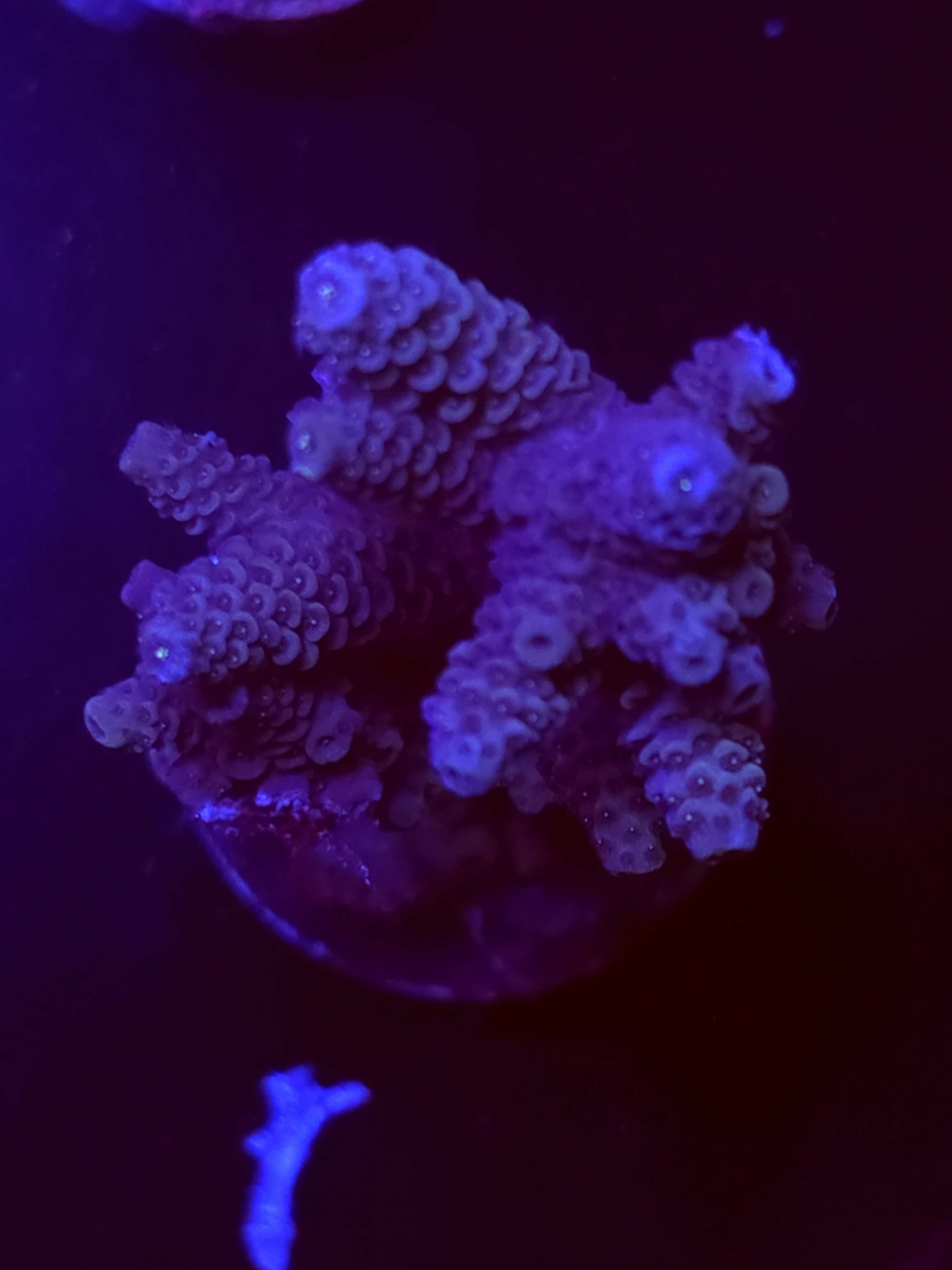 SBB "Sugar Melt" Acro Xlarge Multibranch Colony