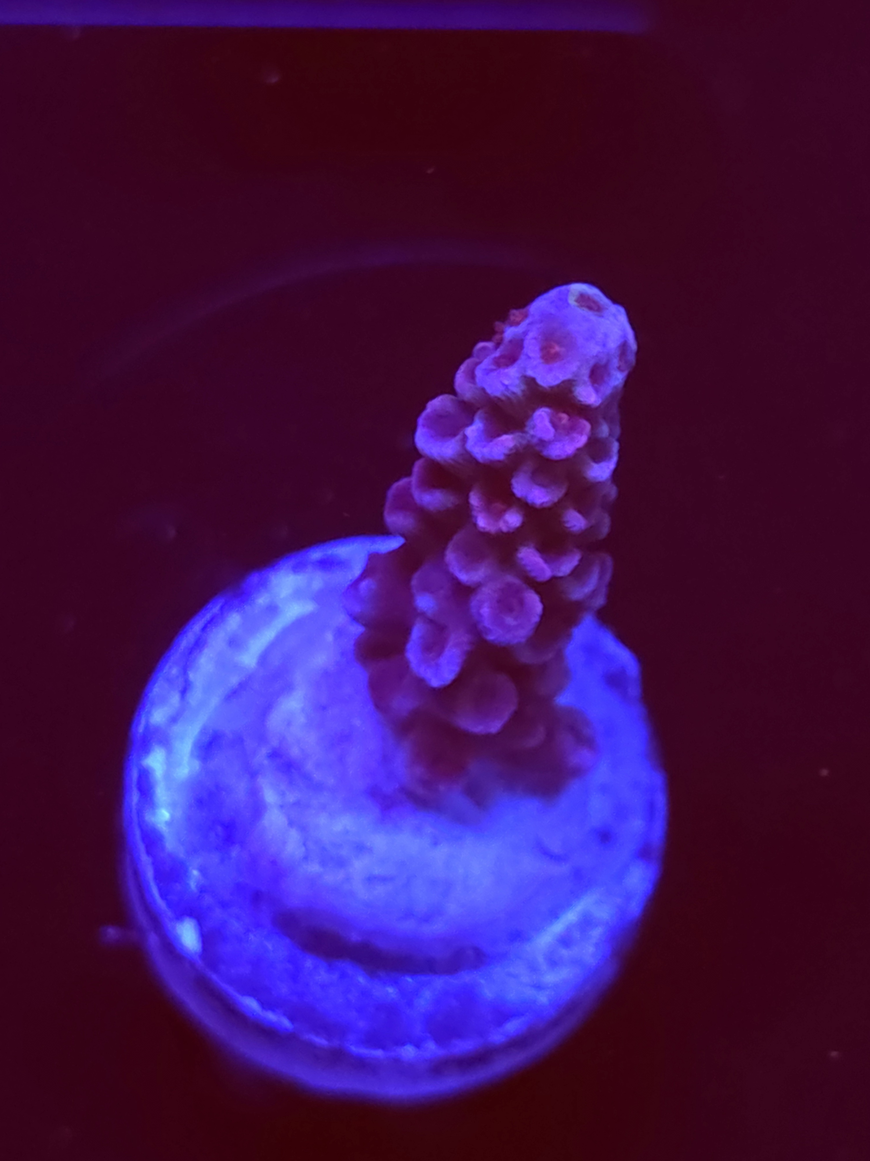 SBB "Kingdom Pop" Acro Small Branch