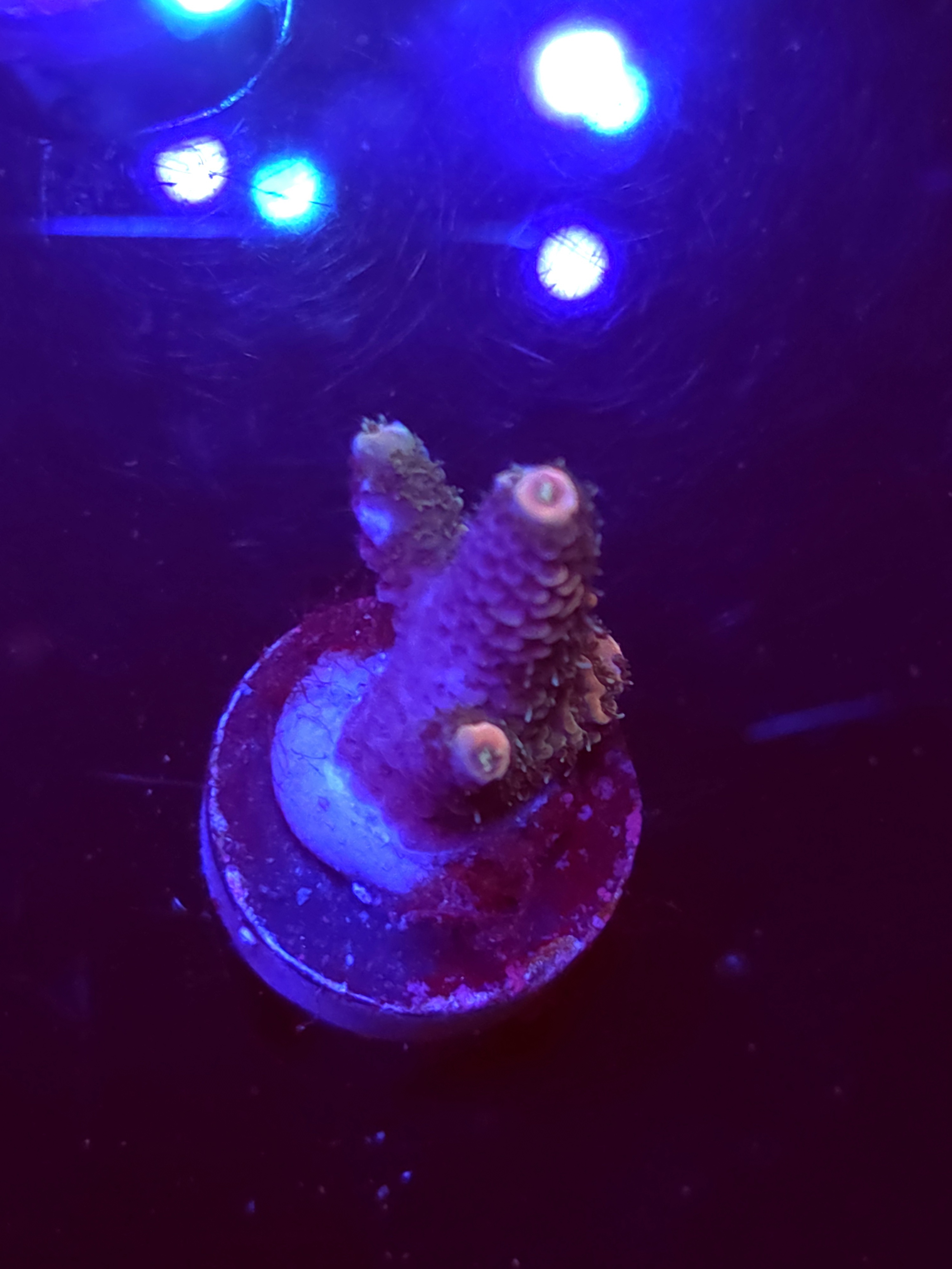 SBB "Deep Space" Acro Small 3 Branches