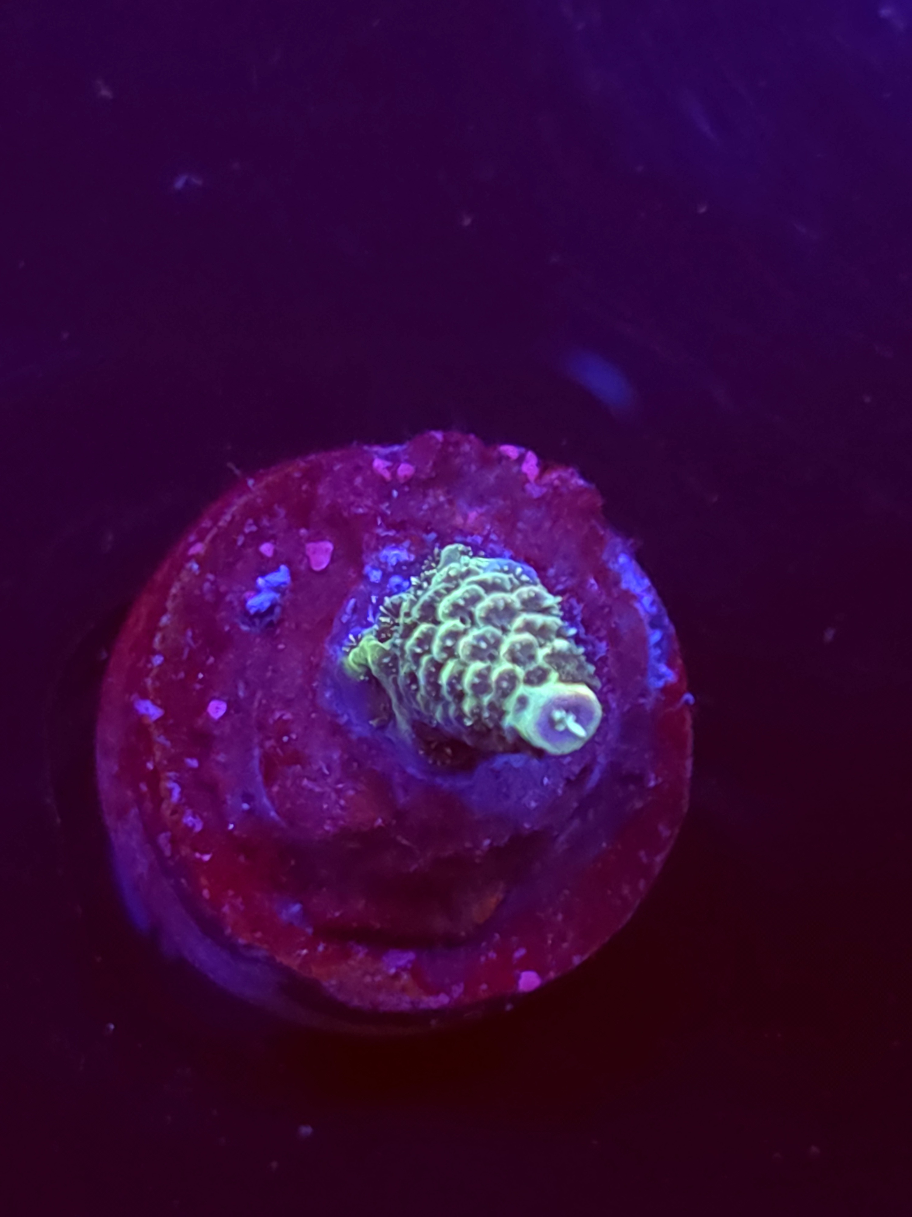 SBB "Ice Fire" Acro Small Branch