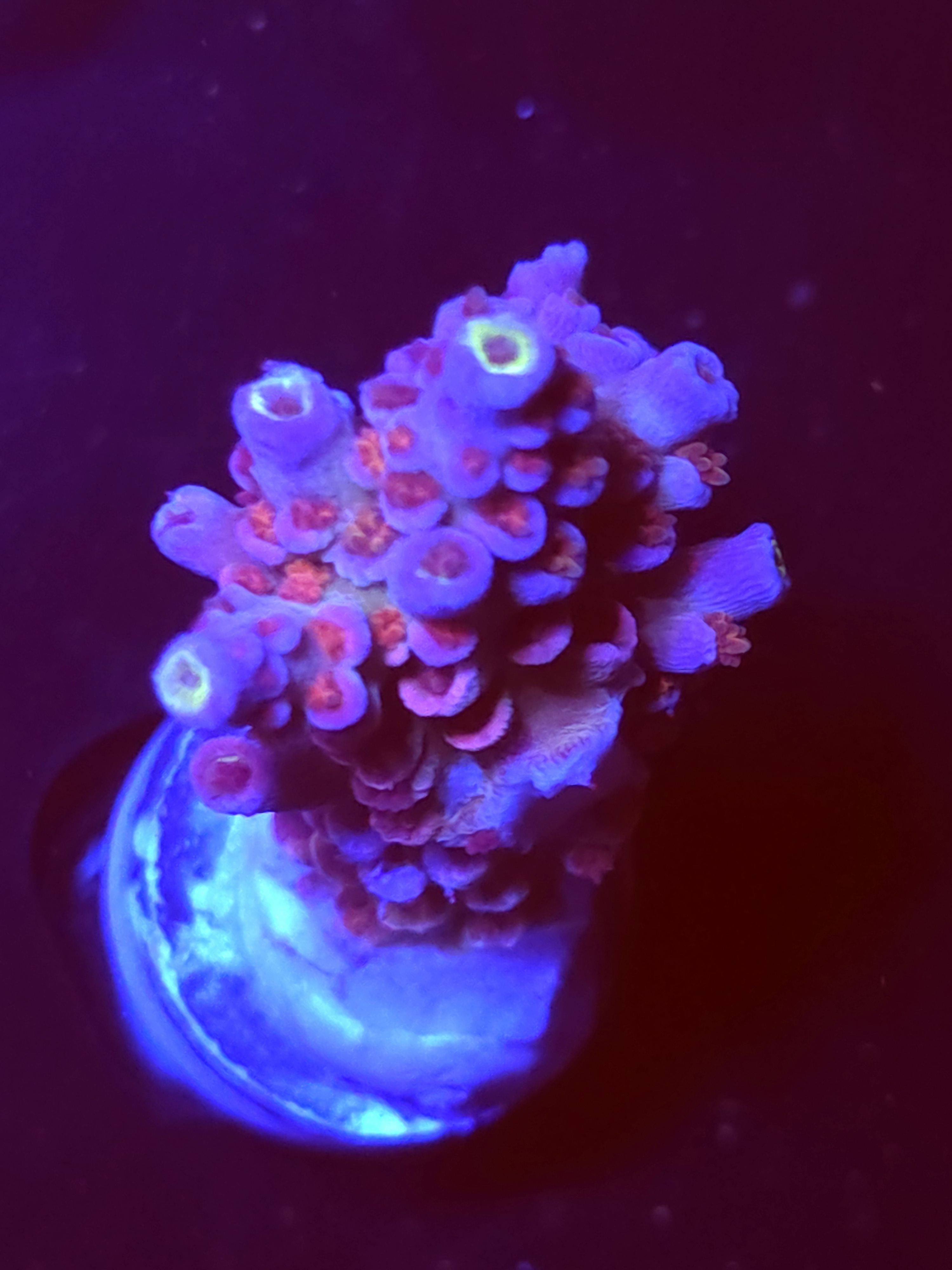 SBB "Kingdom Pop" Acro Medium Multibranches