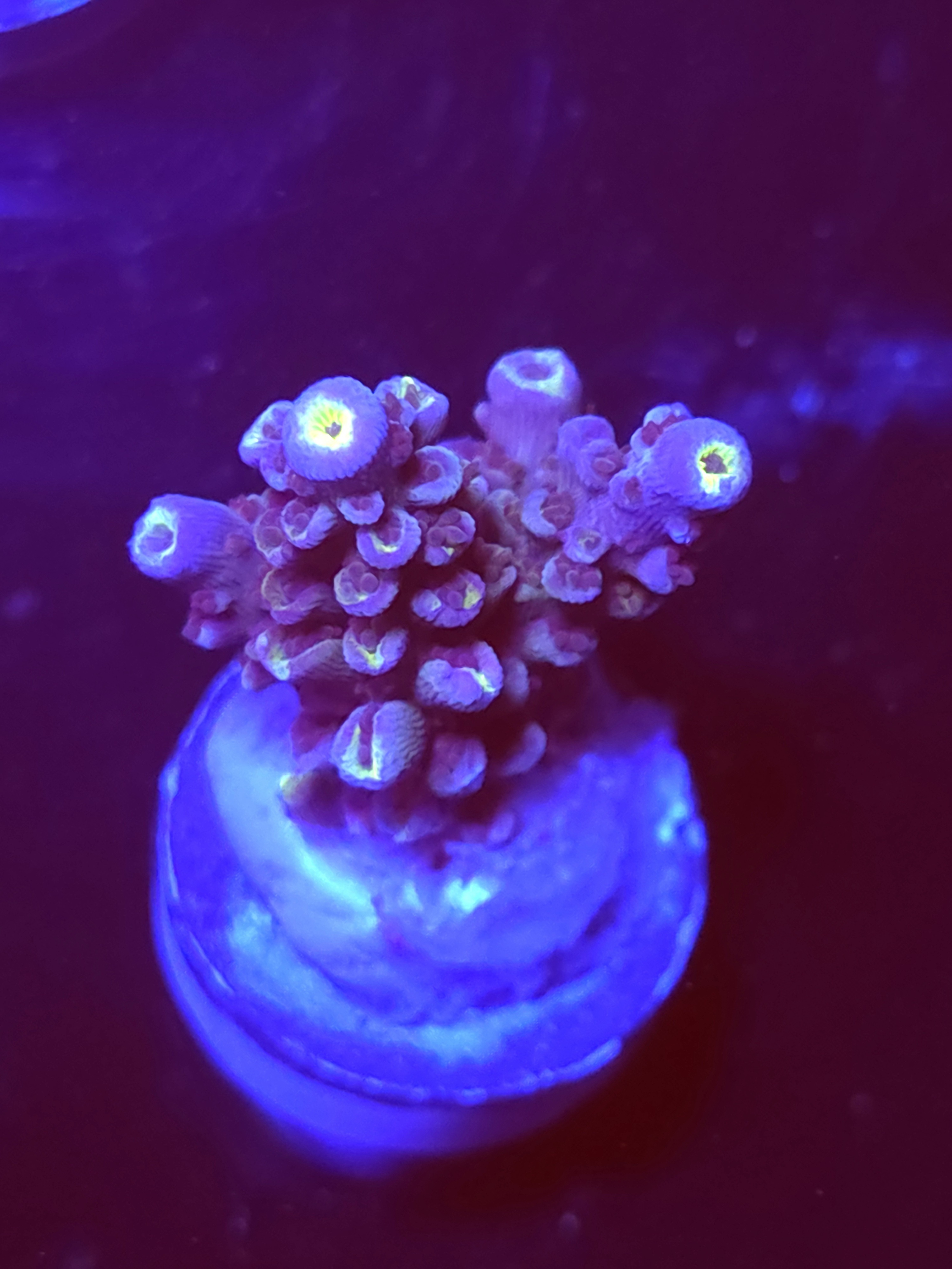SBB "Sugar Spark" Acro Medium 2 Branches