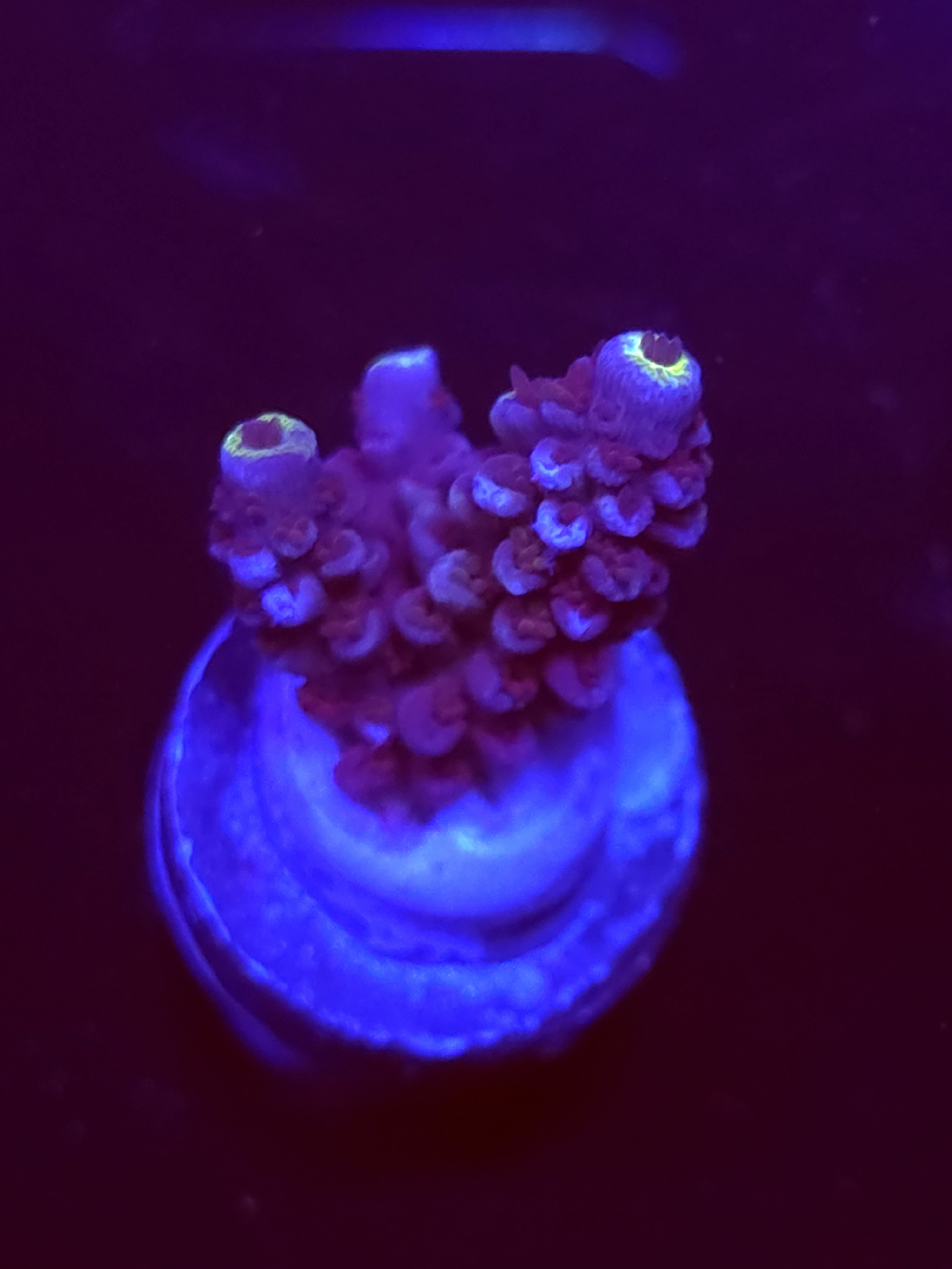 SBB "Sugar Spark" Acro Small 2+ Branches