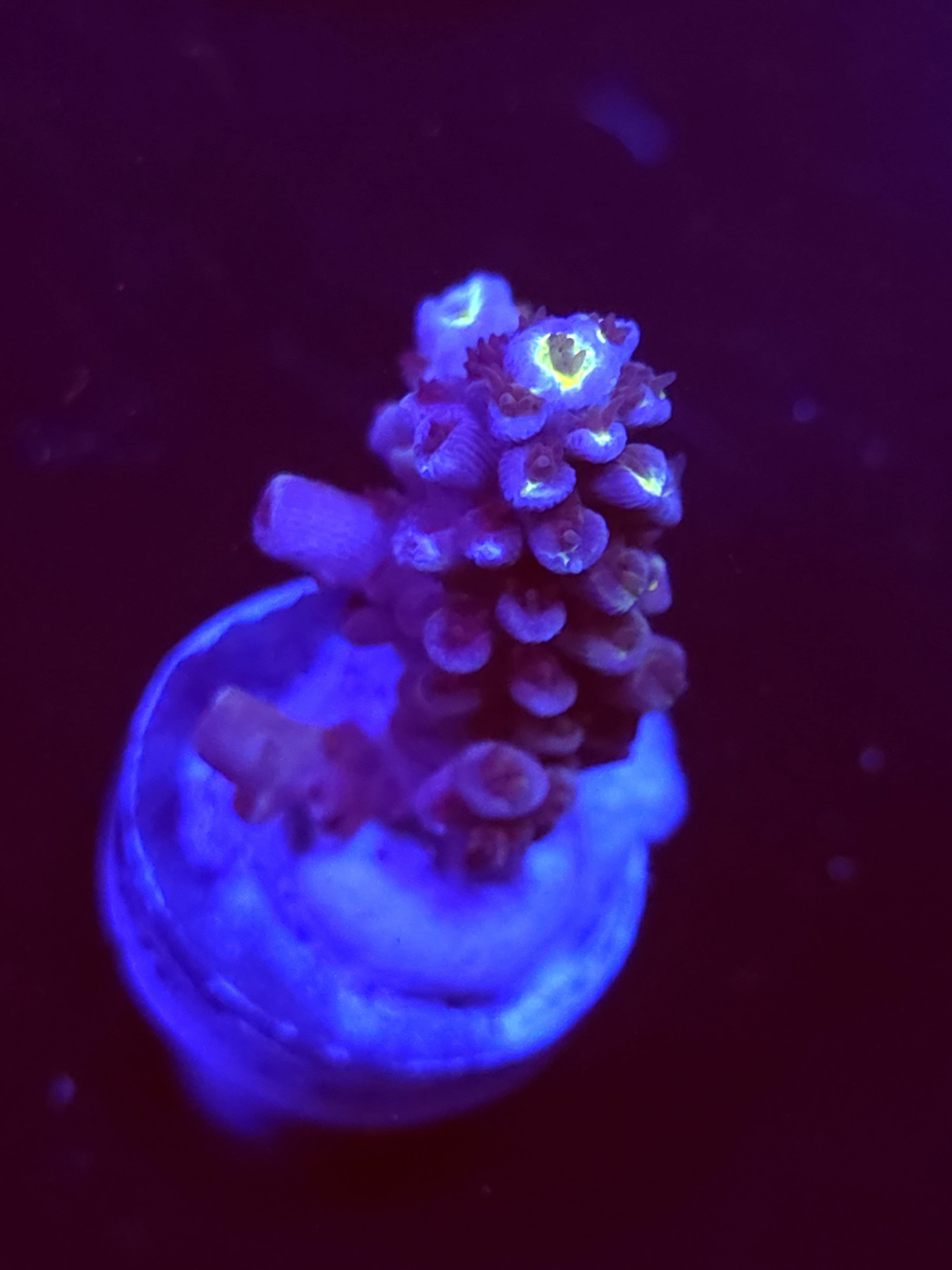 SBB "Mystery Signature" Acro Medium 2 Branches