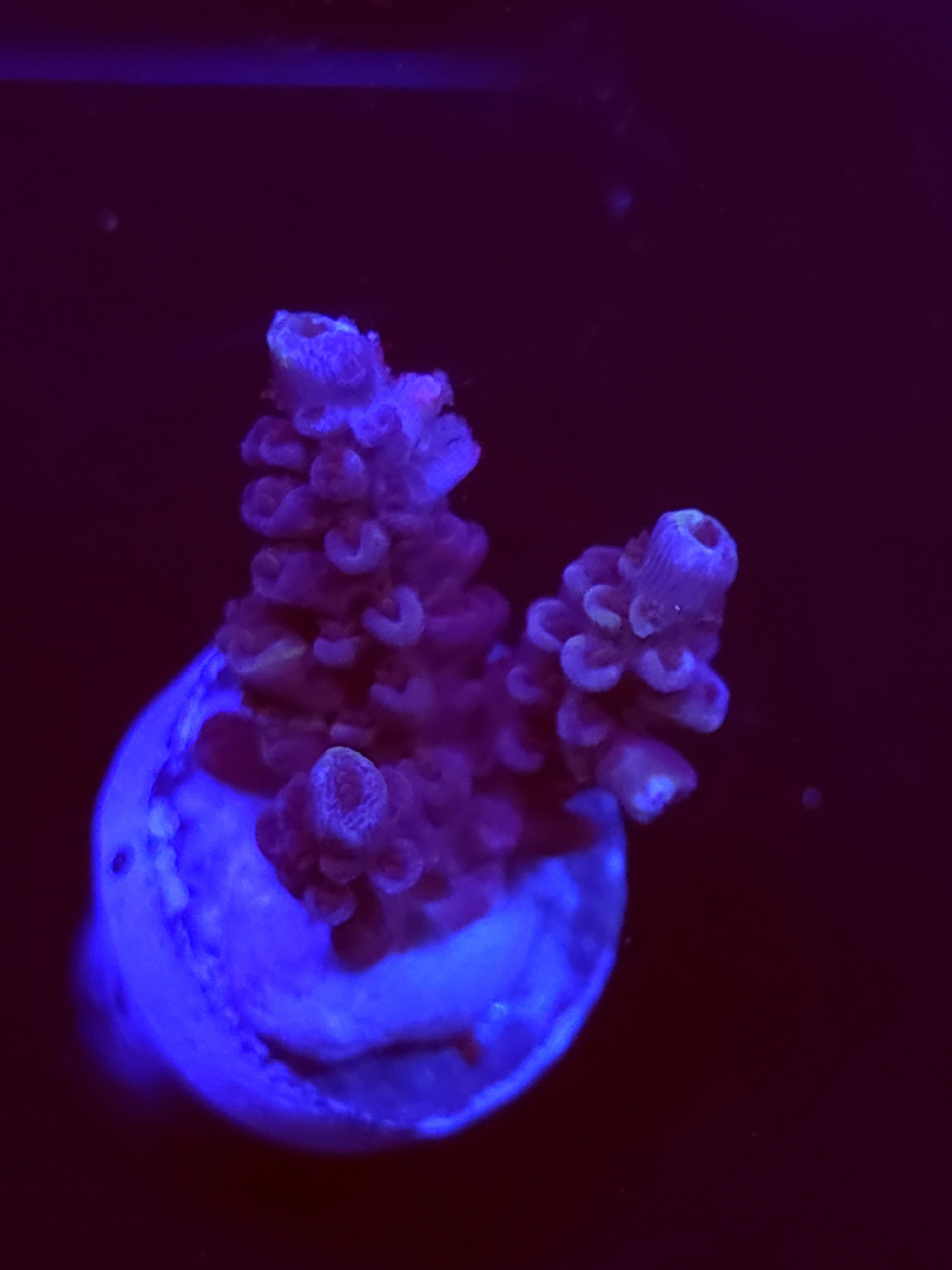 SBB "Sugar Spark" Acro Small 3 Branches