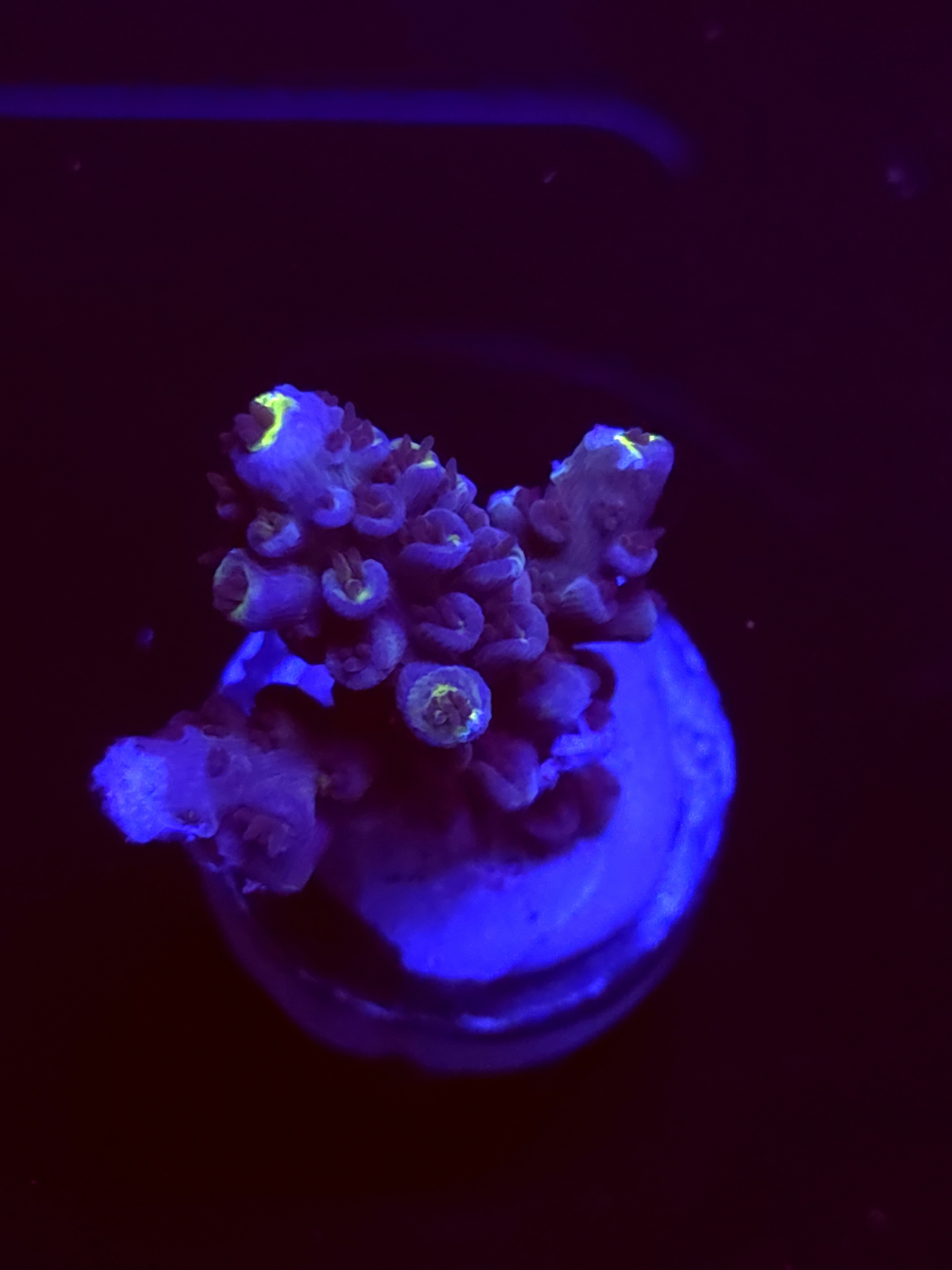 SBB "Mystery Signature" Acro Medium 3 Branches