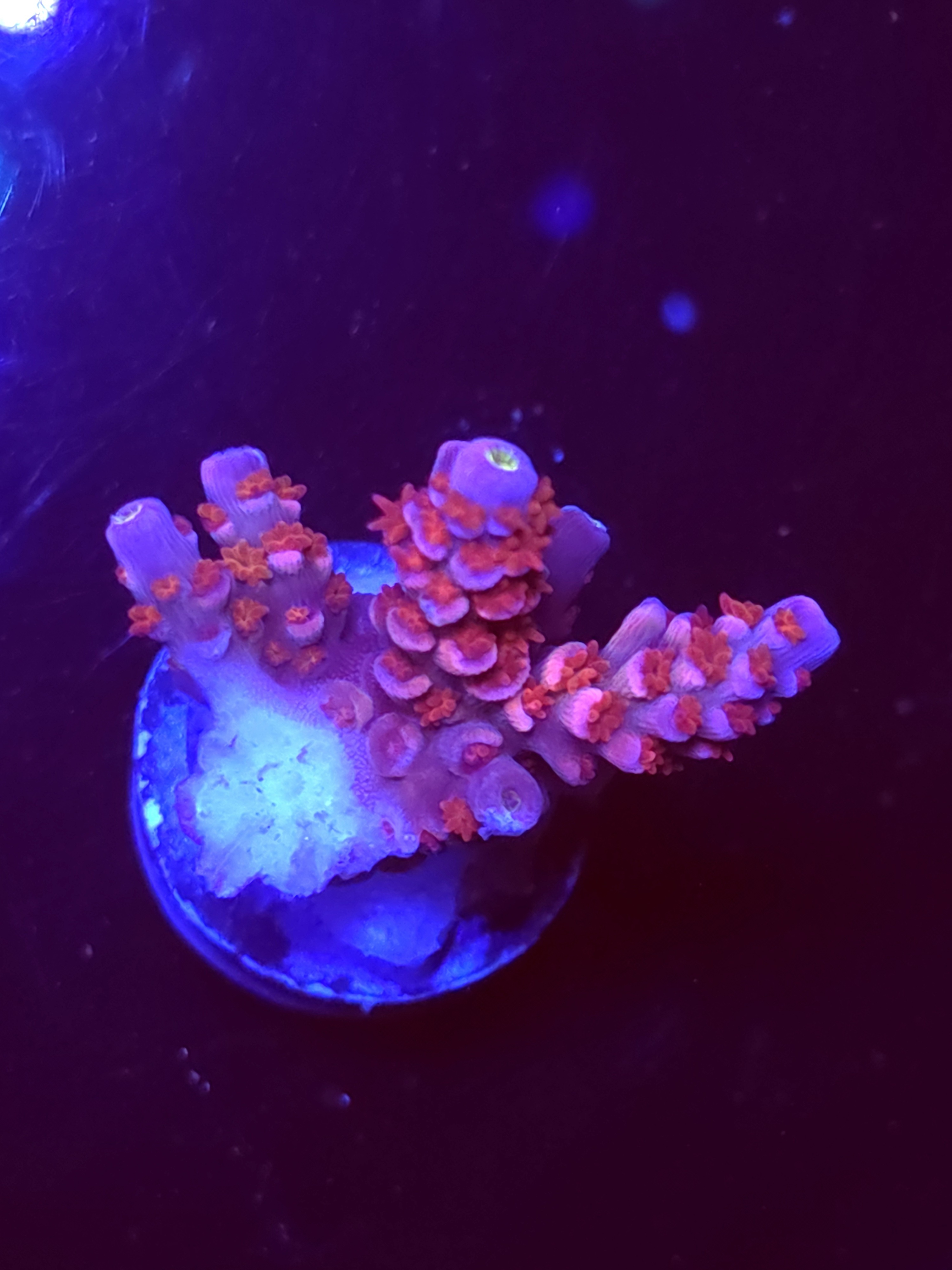 SBB "Magic Taffy" Acro Medium Multibranch