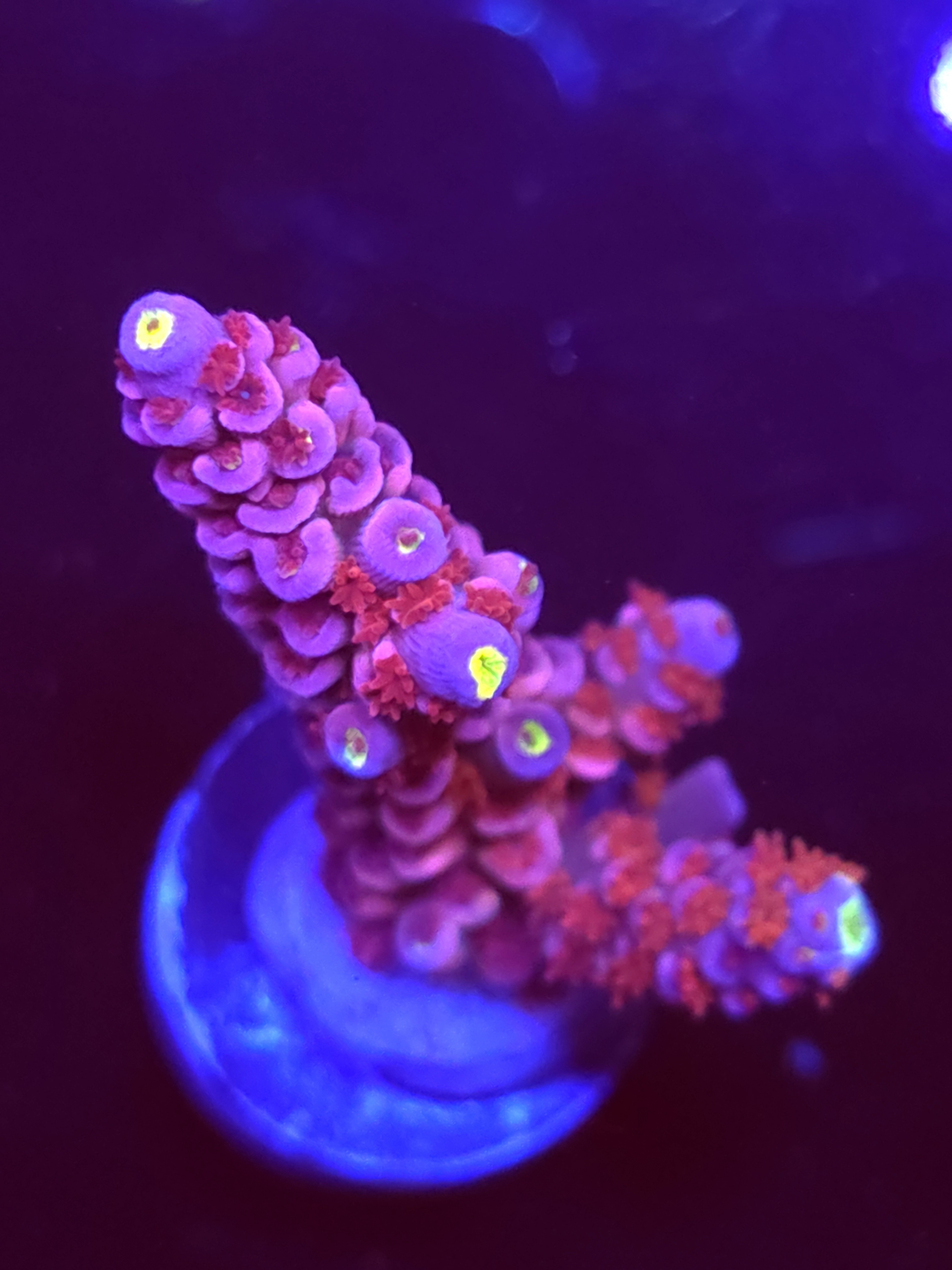 SBB "Magic Taffy" Acro Large 2 Branches
