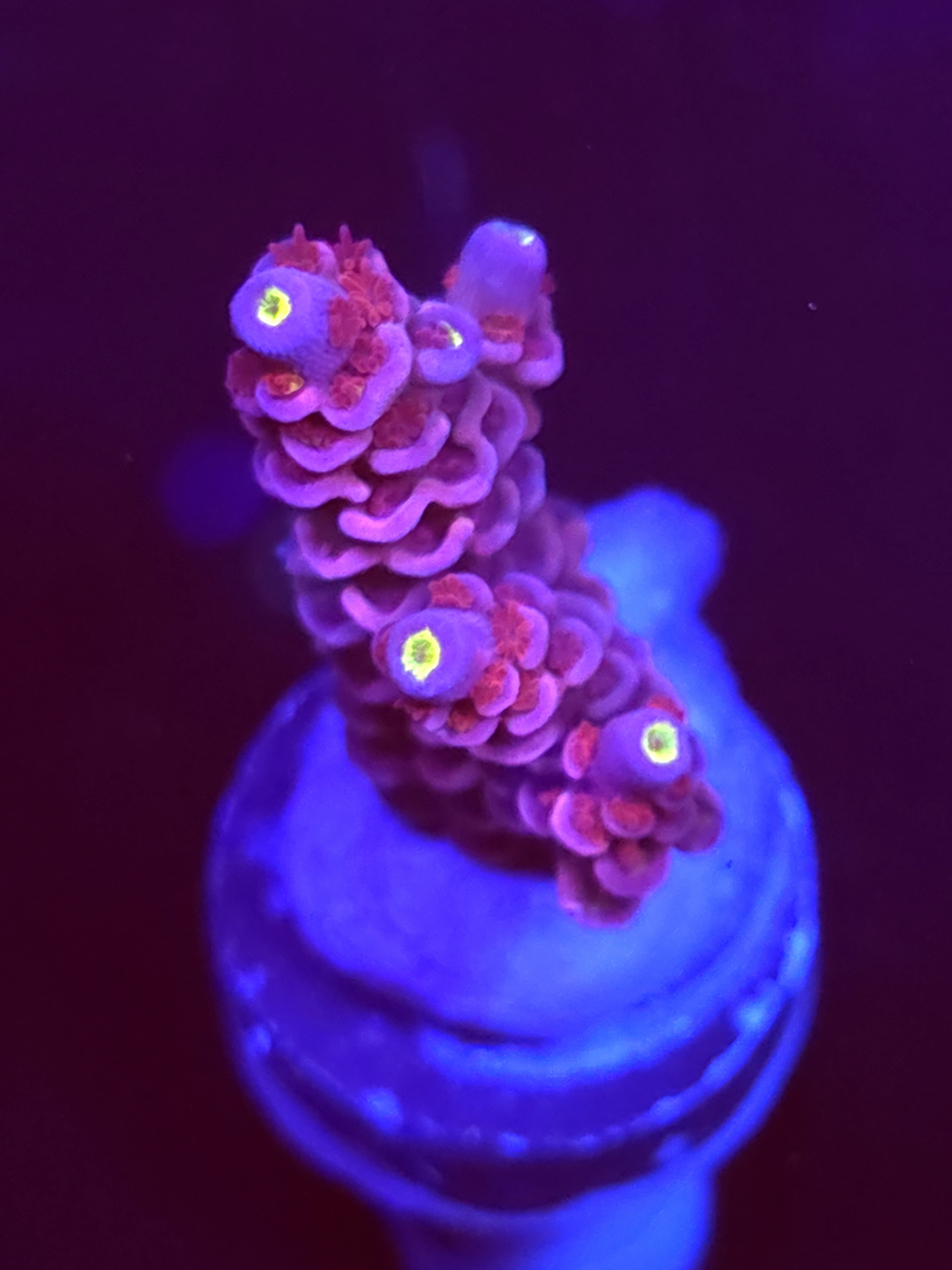 SBB "Magic Taffy" Acro Medium 2 Branches