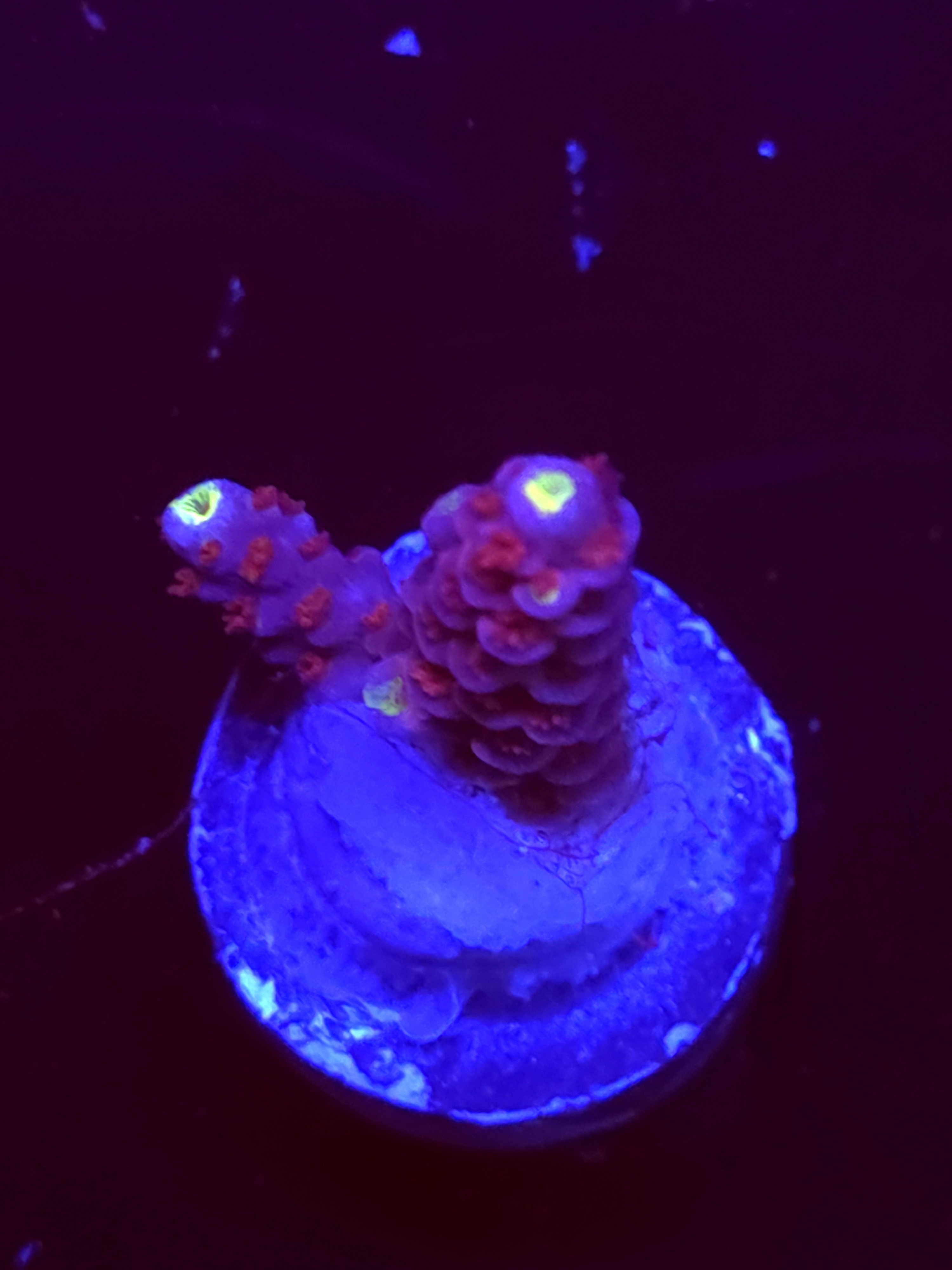SBB "Magic Taffy" Acro Small 2 Branches